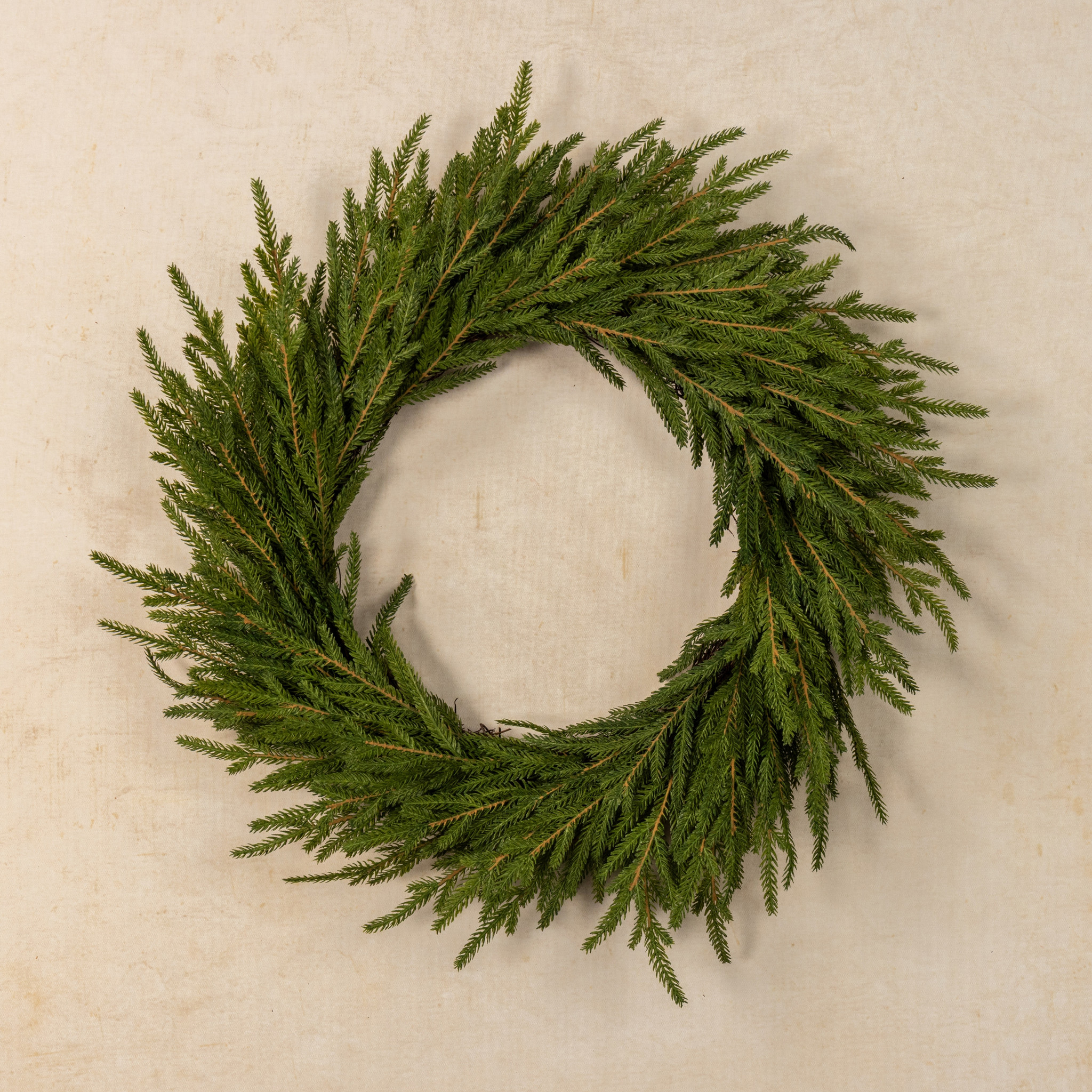 Soft Touch Norfolk Pine Wreath, 22", photo 2 of 3