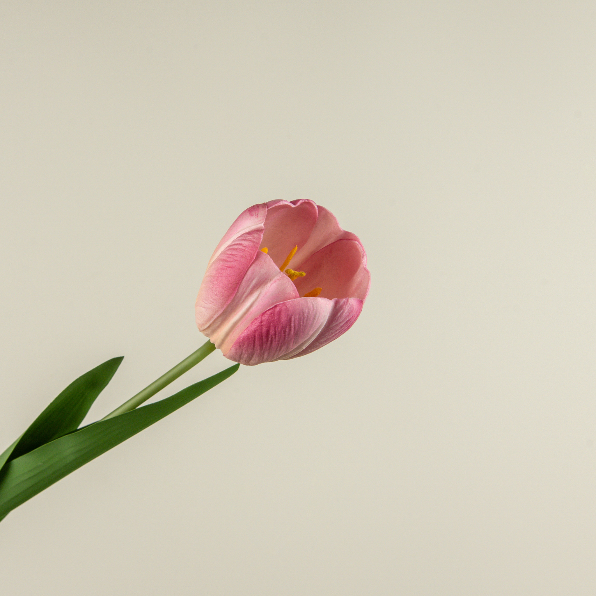 Soft Touch Pink Tulip Stem, 21.5", photo 3 of 4