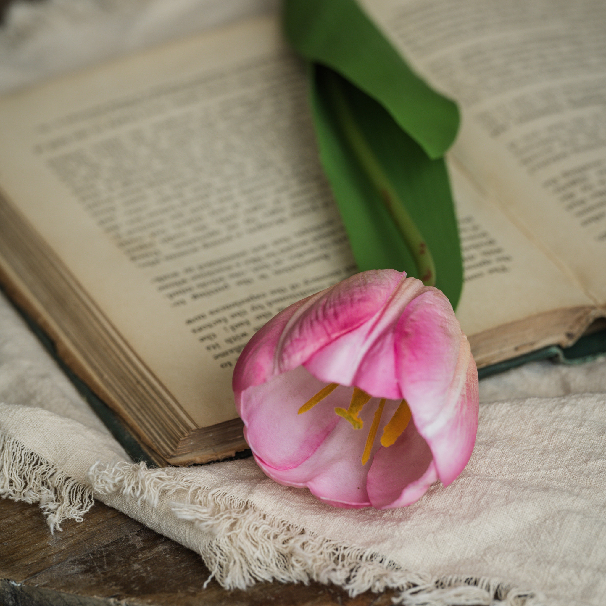 Soft Touch Pink Tulip Stem, 21.5"