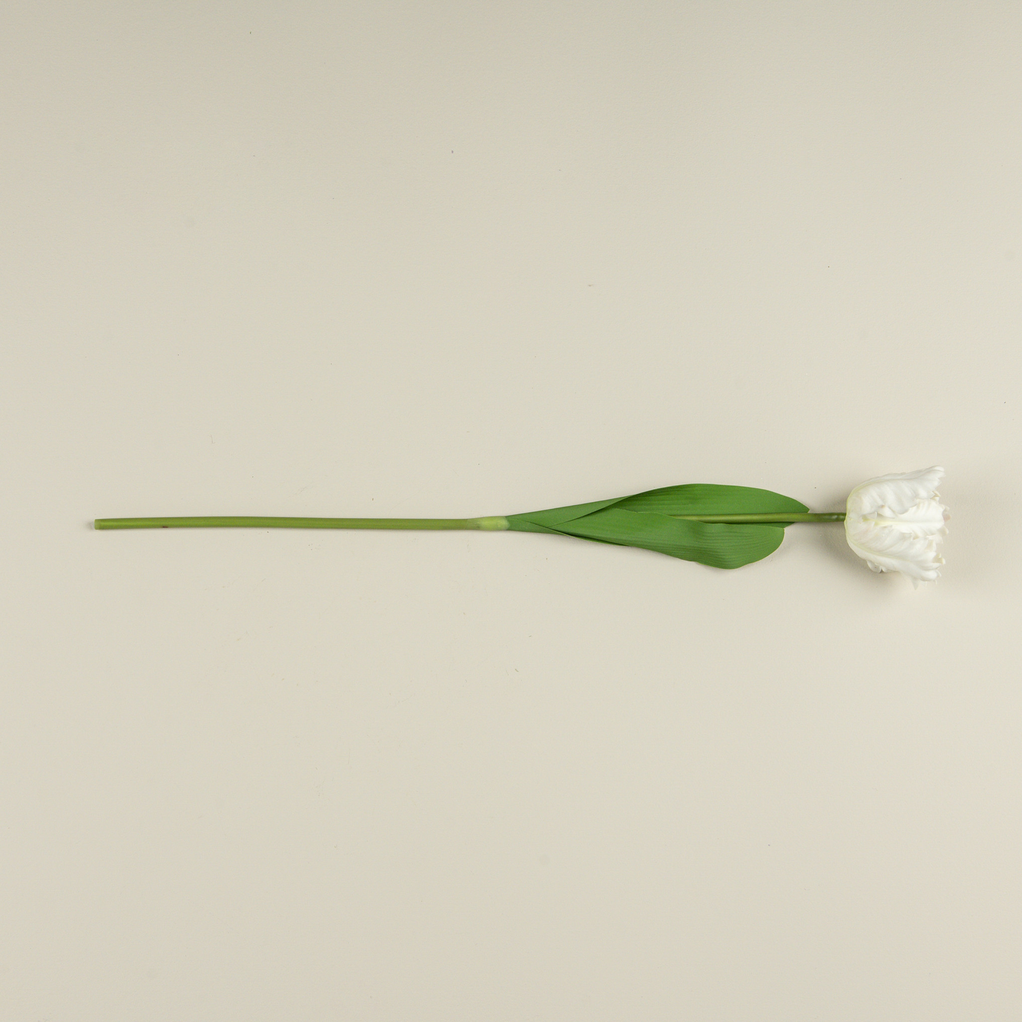 Soft Touch White Parrot Tulip Stem, 22.5", photo 4 of 4