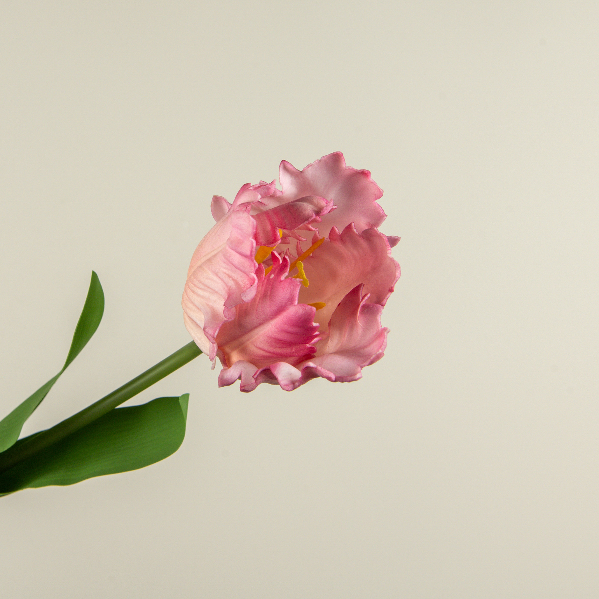 Soft Touch Pink Parrot Tulip Stem, 22.5", photo 3 of 4