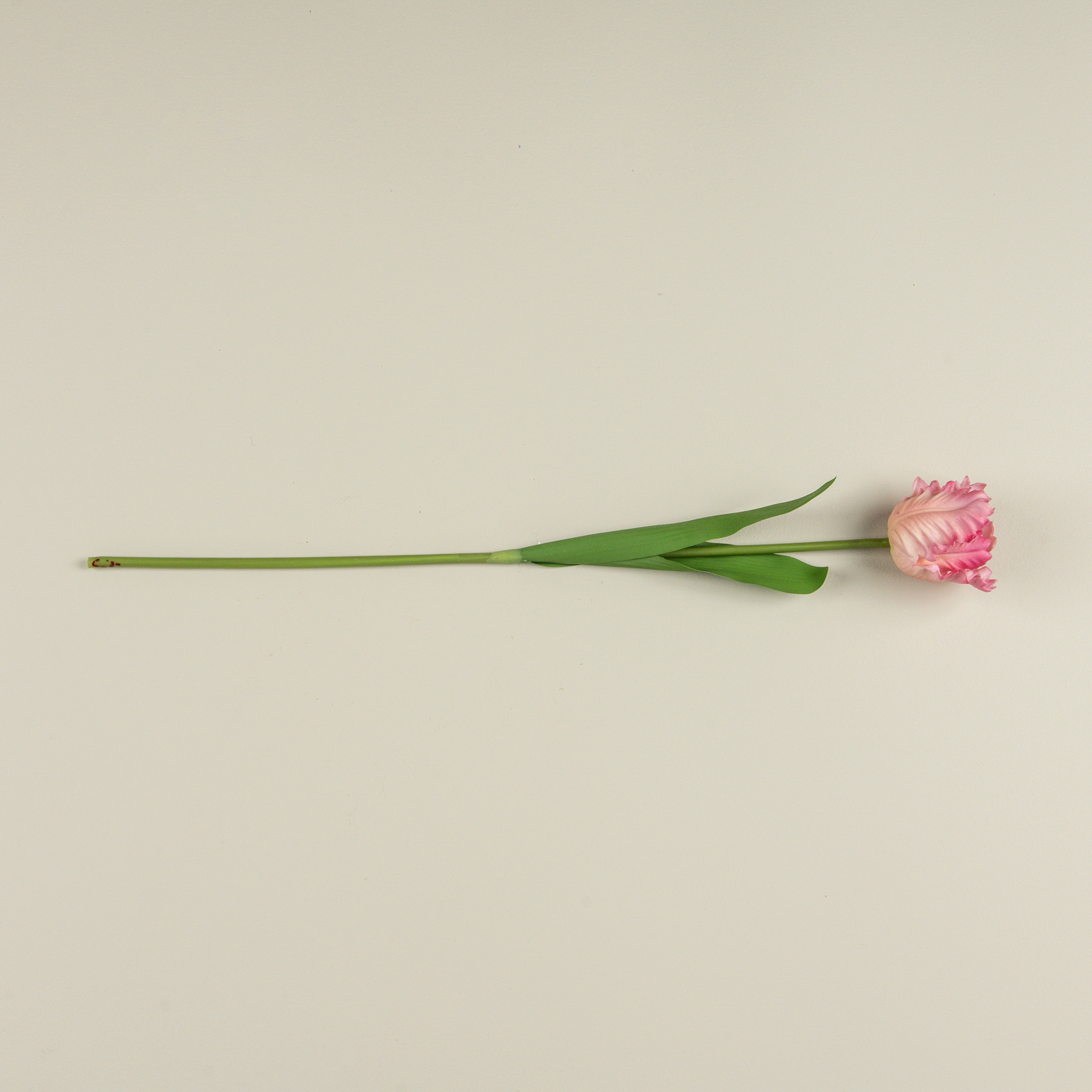 Soft Touch Pink Parrot Tulip Stem, 22.5", photo 4 of 4