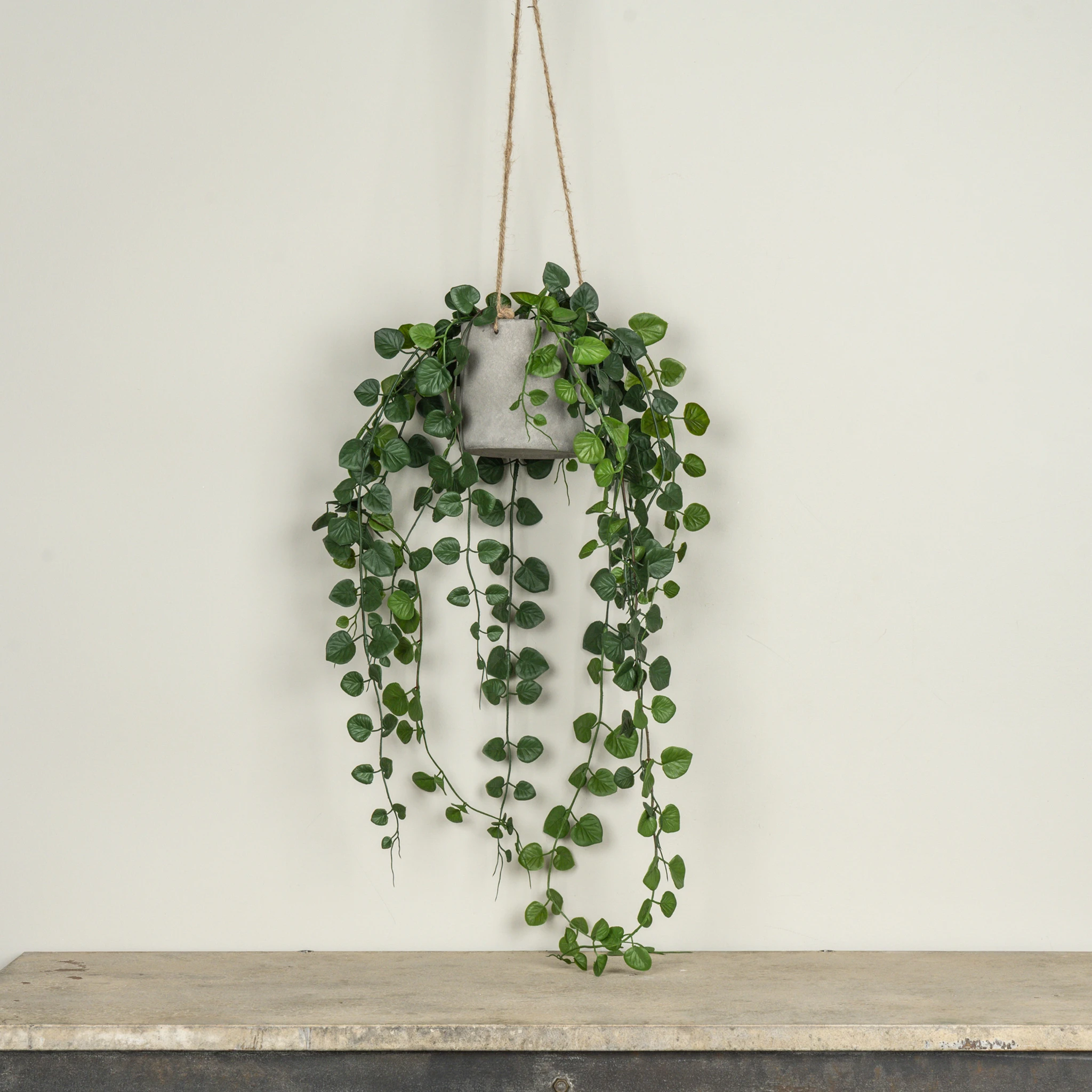 Hanging Potted Button Fern, 29"