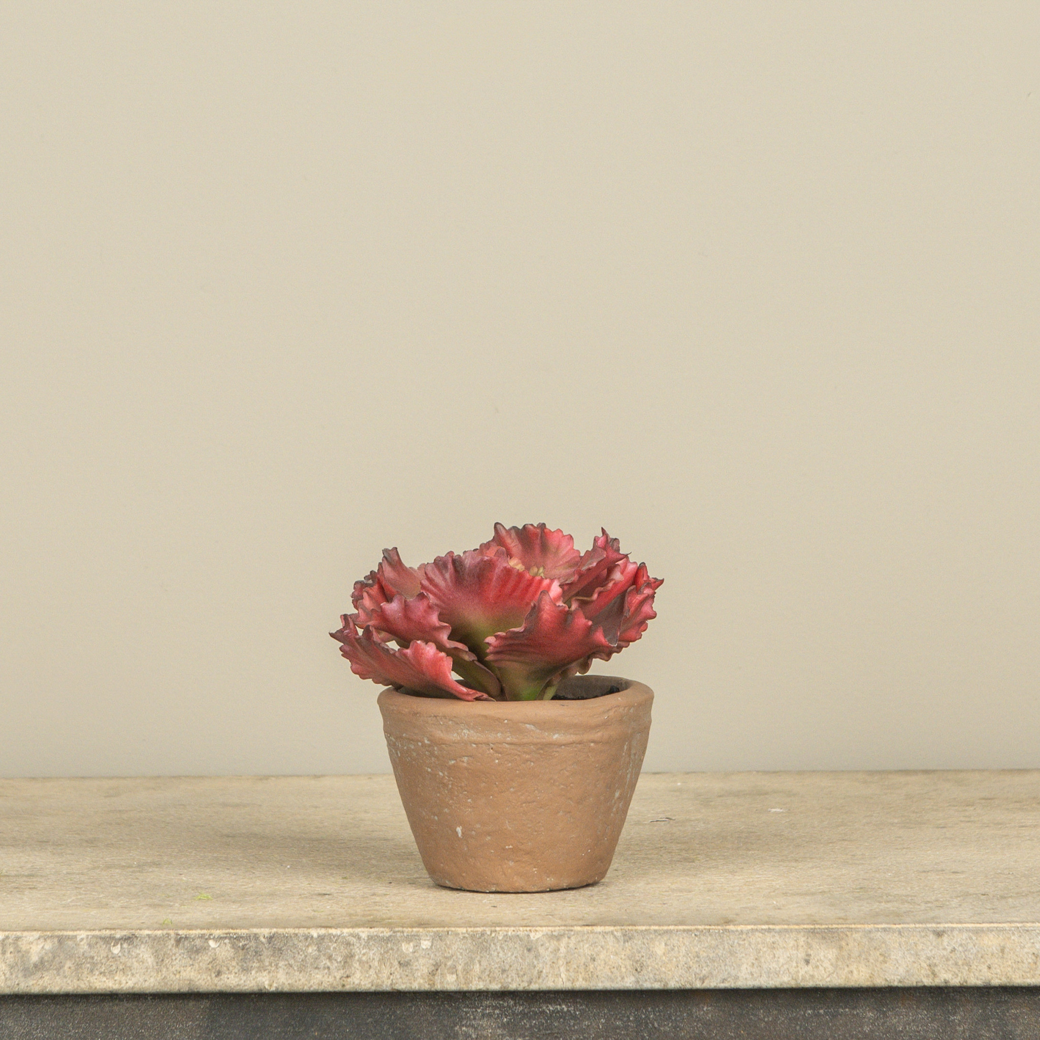 Potted Red Cabbage, 5", photo 2 of 2