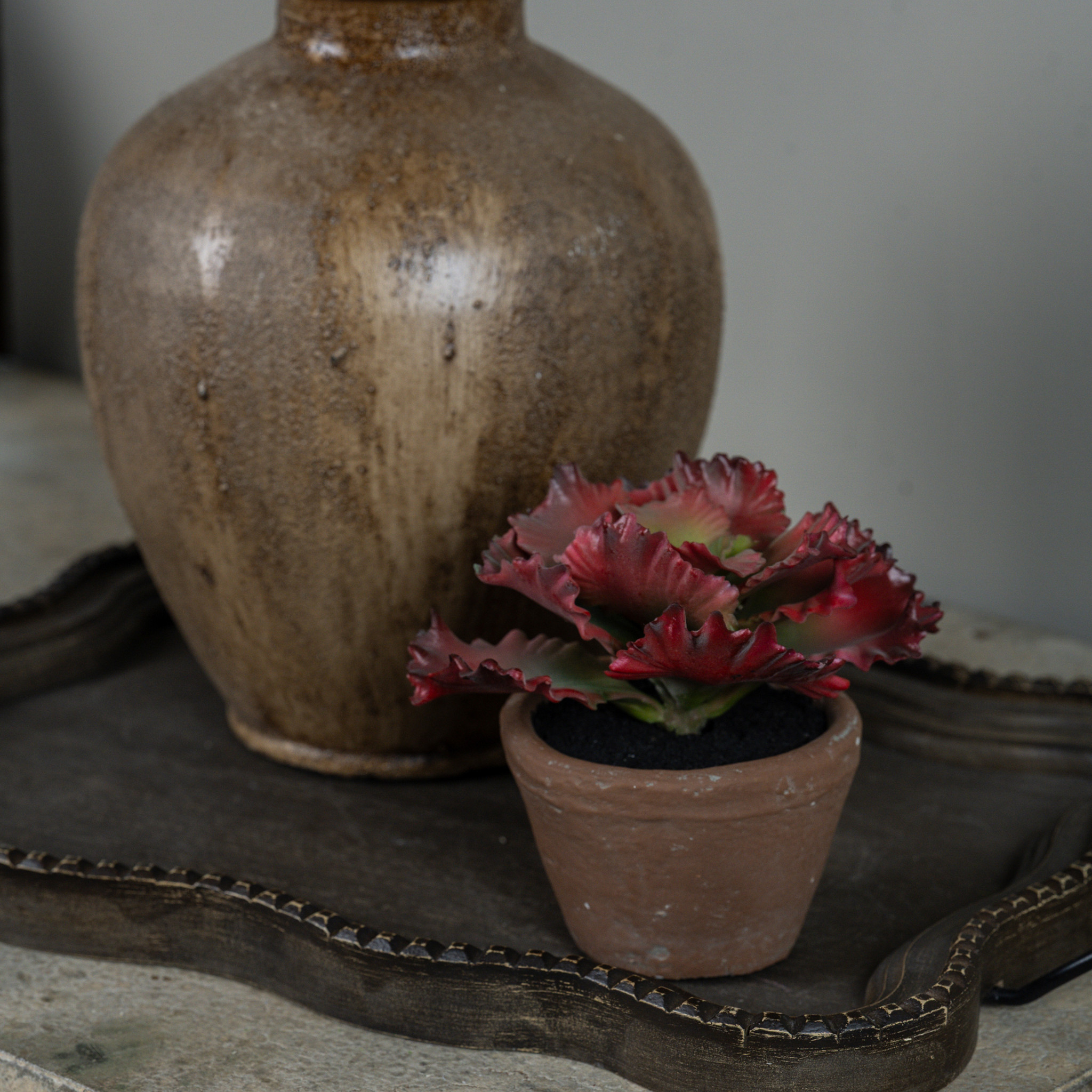 Potted Red Cabbage, 5"