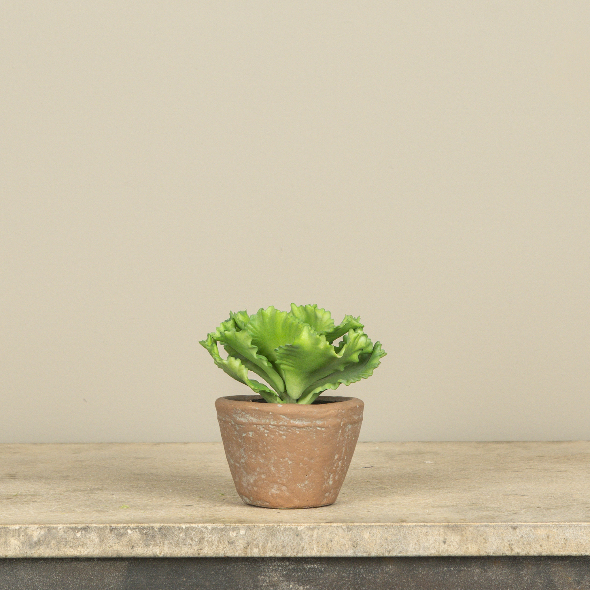 Potted Cabbage, 5", photo 2 of 2
