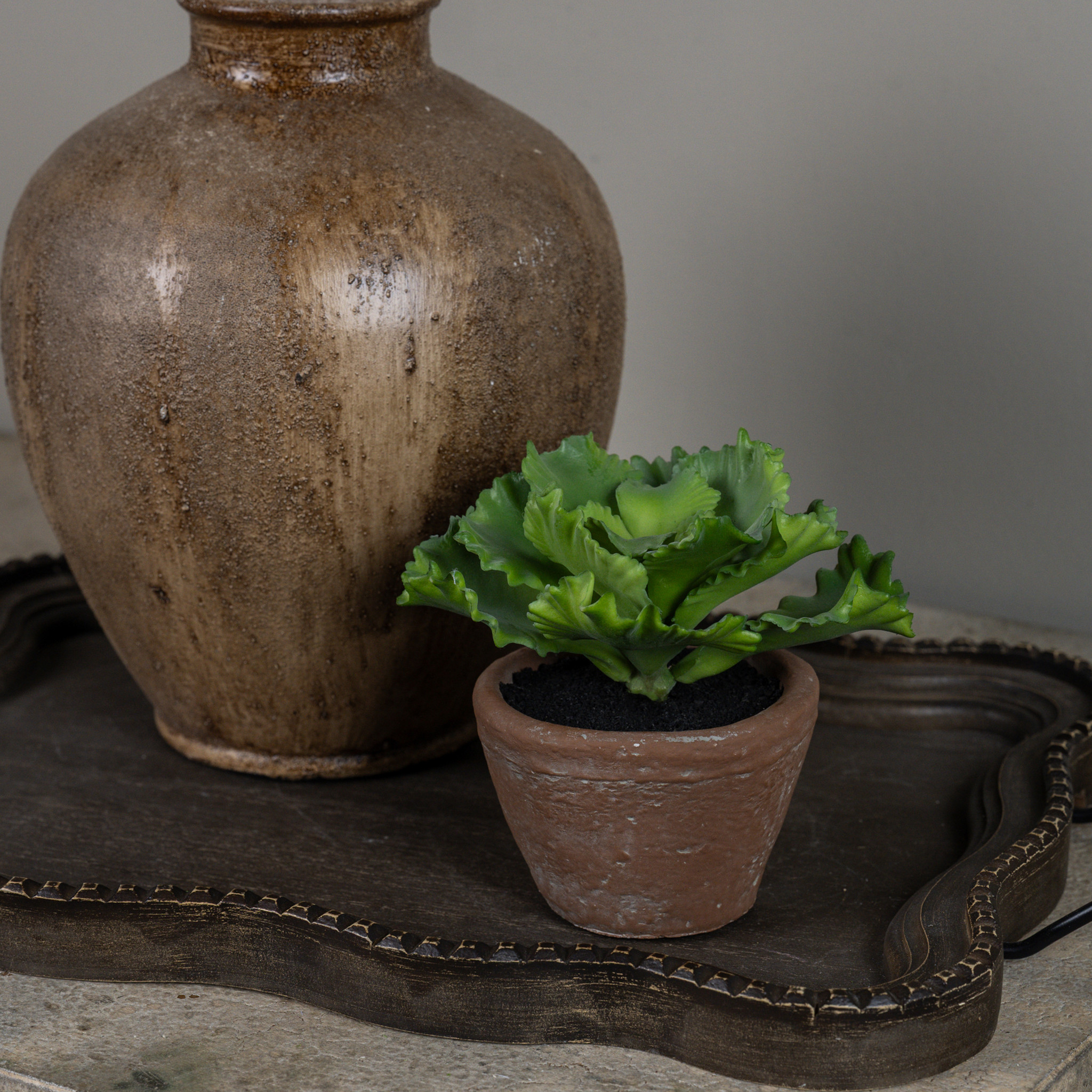 Potted Cabbage, 5"