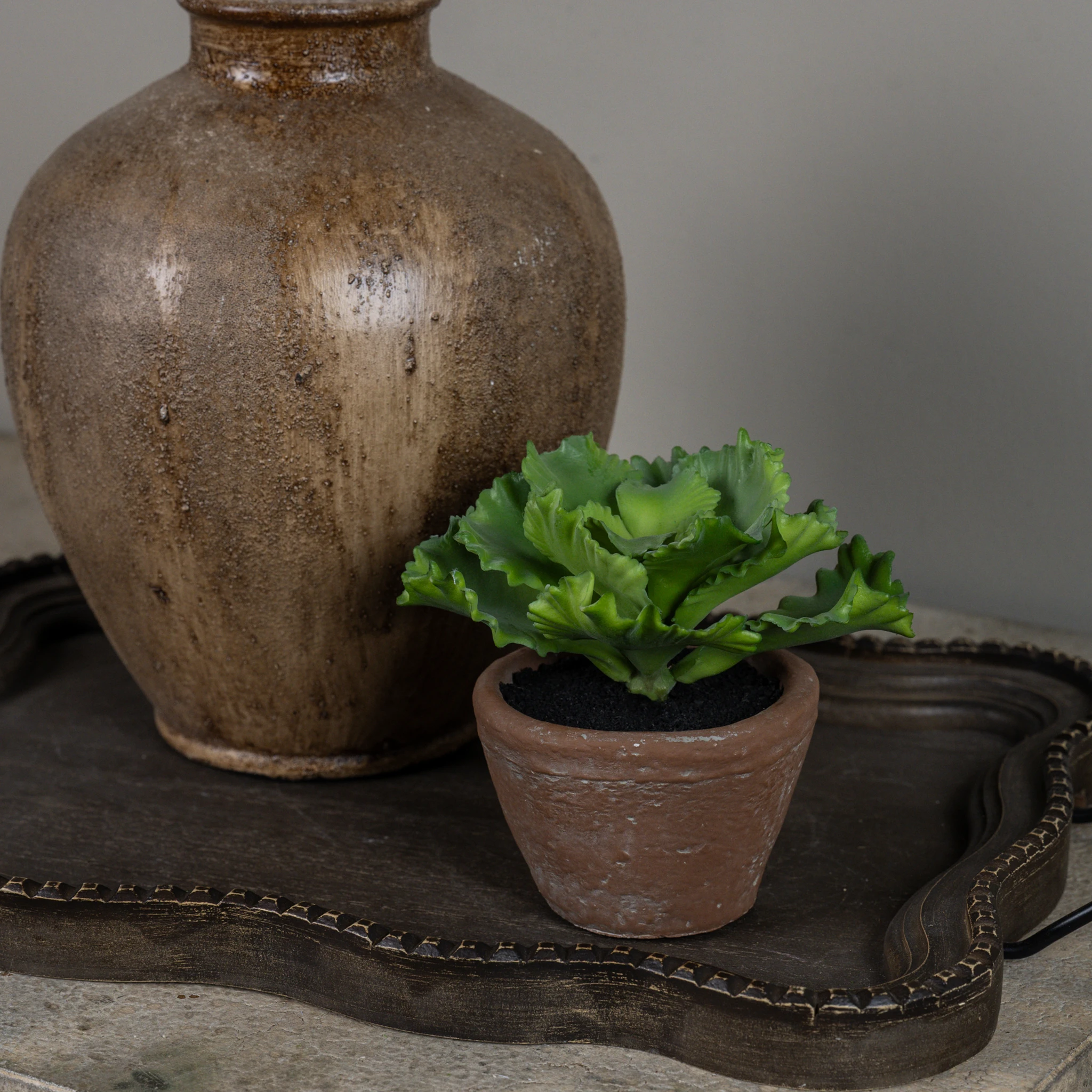 Potted Cabbage, 5"