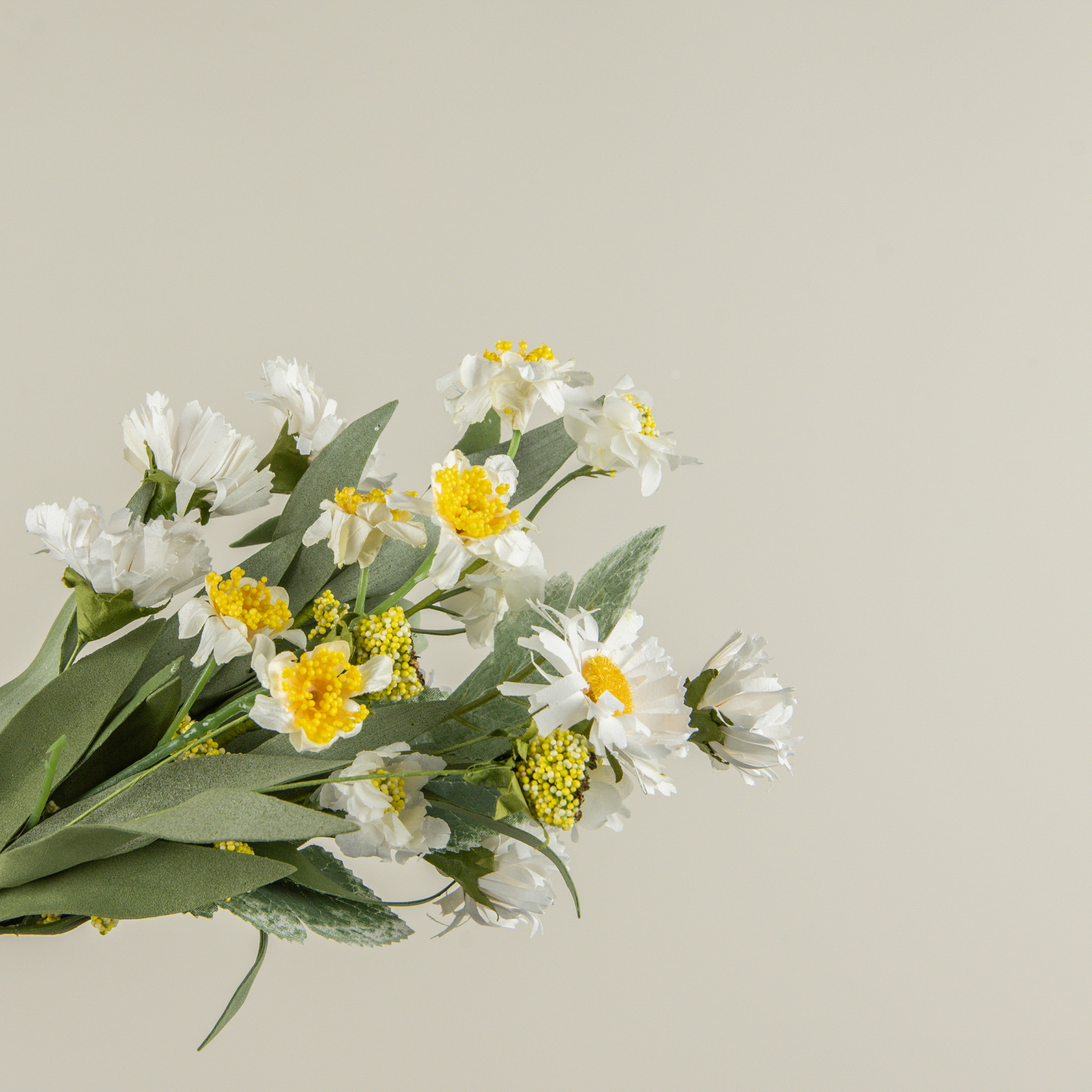 White Paper Daisy Bush, 12", photo 3 of 5