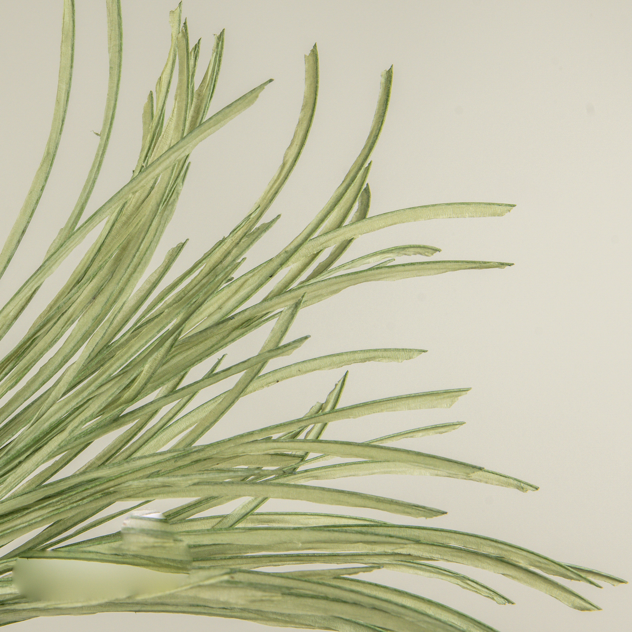 Paper Grass Bush, 29", photo 3 of 5