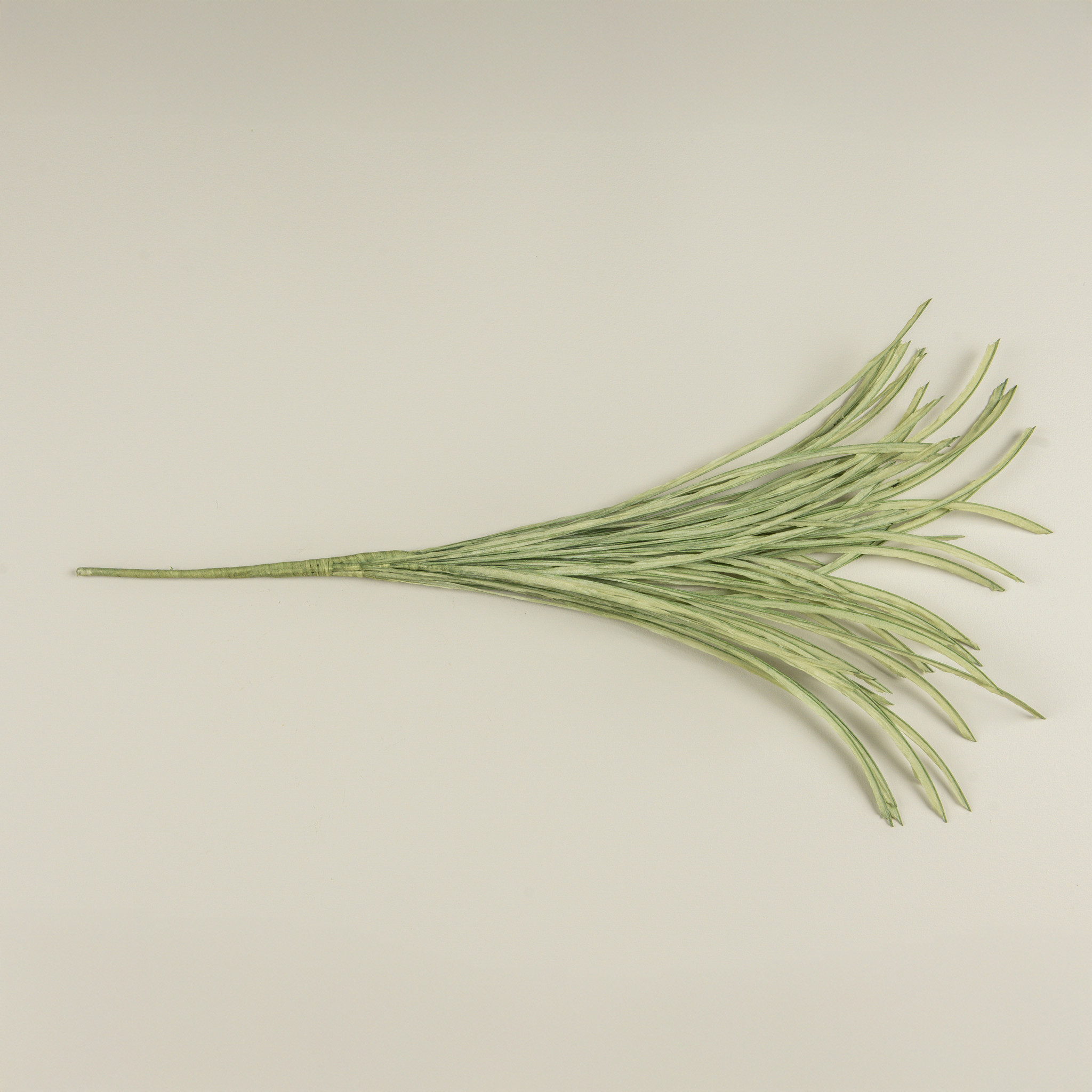 Paper Grass Bush, 29", photo 4 of 5