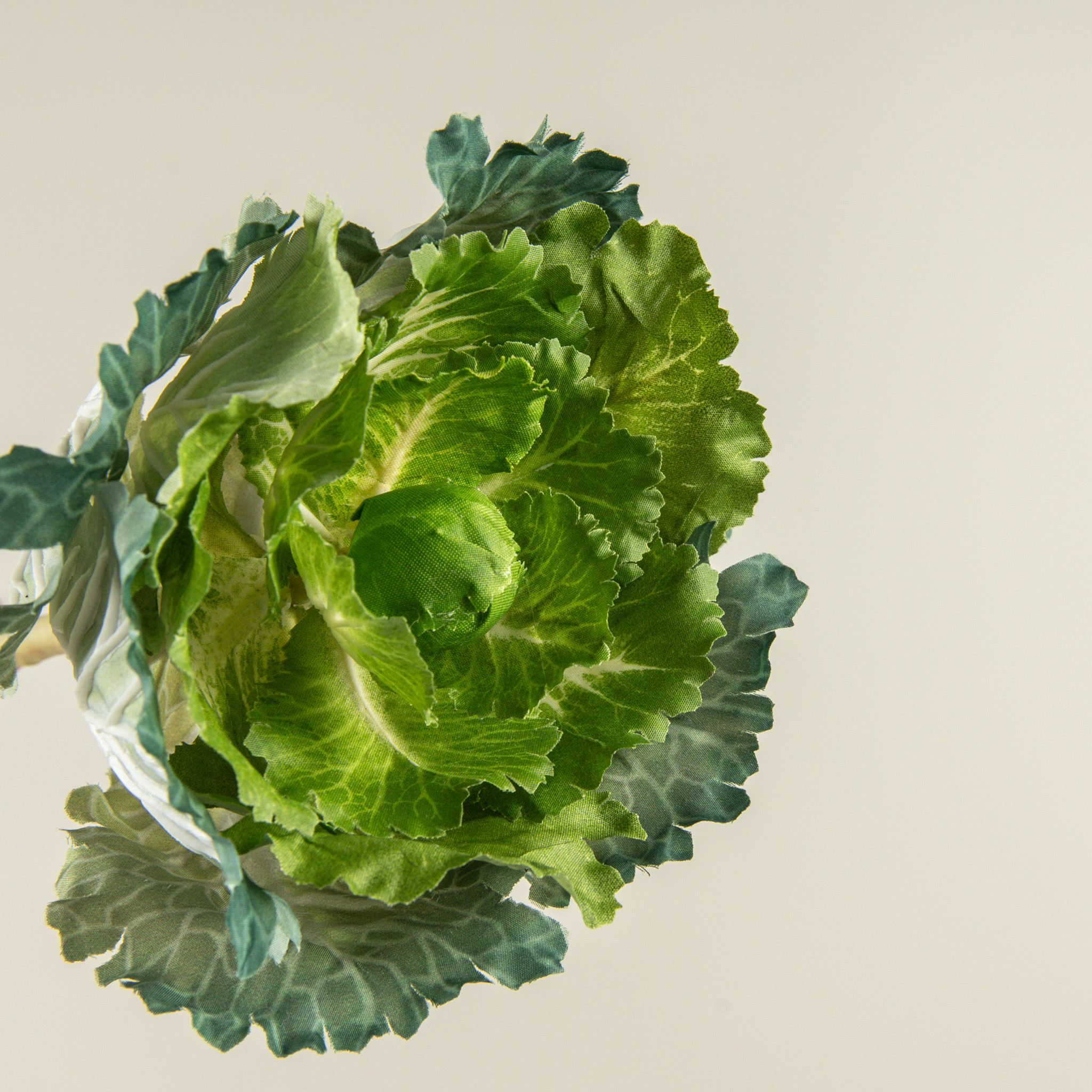 Cabbage Stem, 10.5", photo 2 of 3