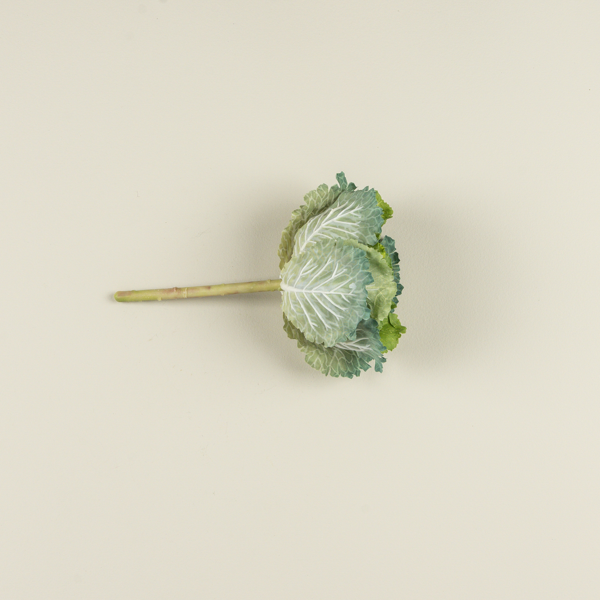 Cabbage Stem, 10.5", photo 3 of 3