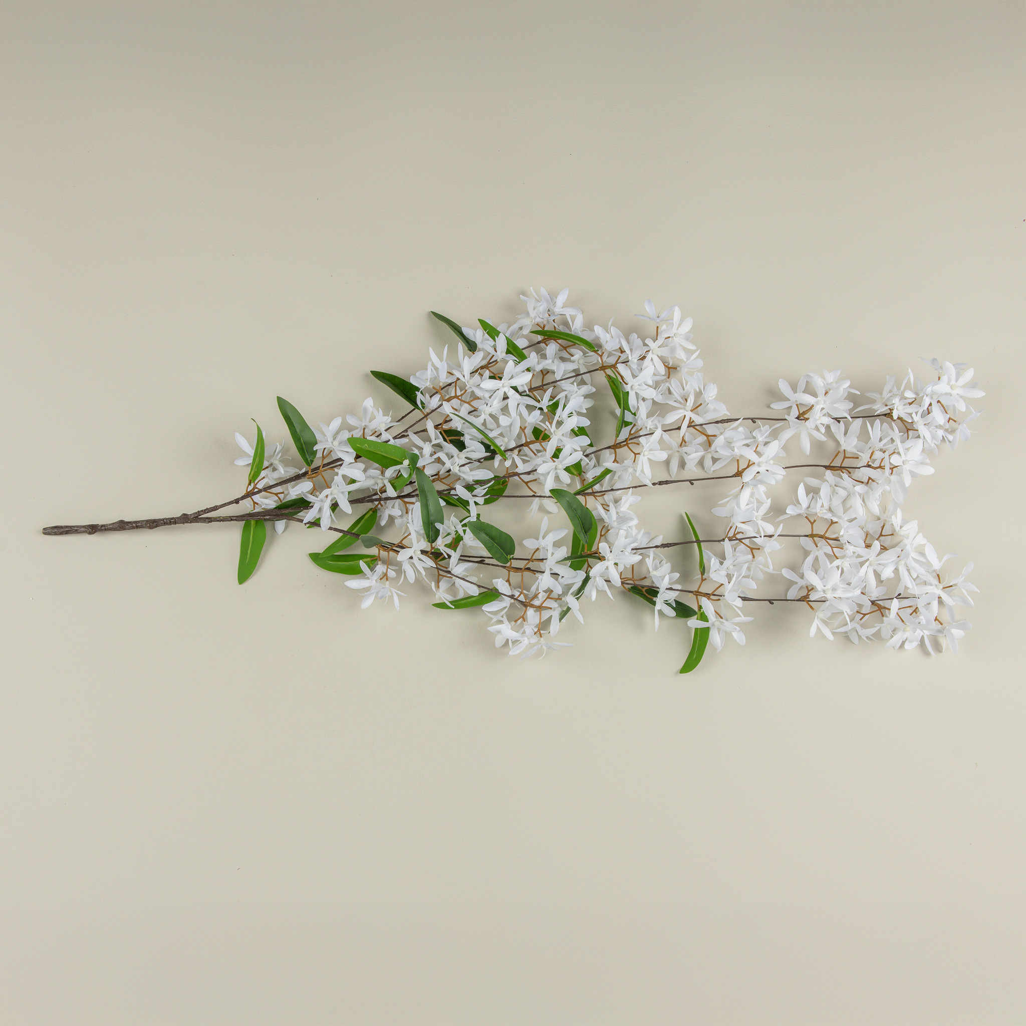 White Sandpaper Vine Hanging Bush, 34", photo 4 of 4