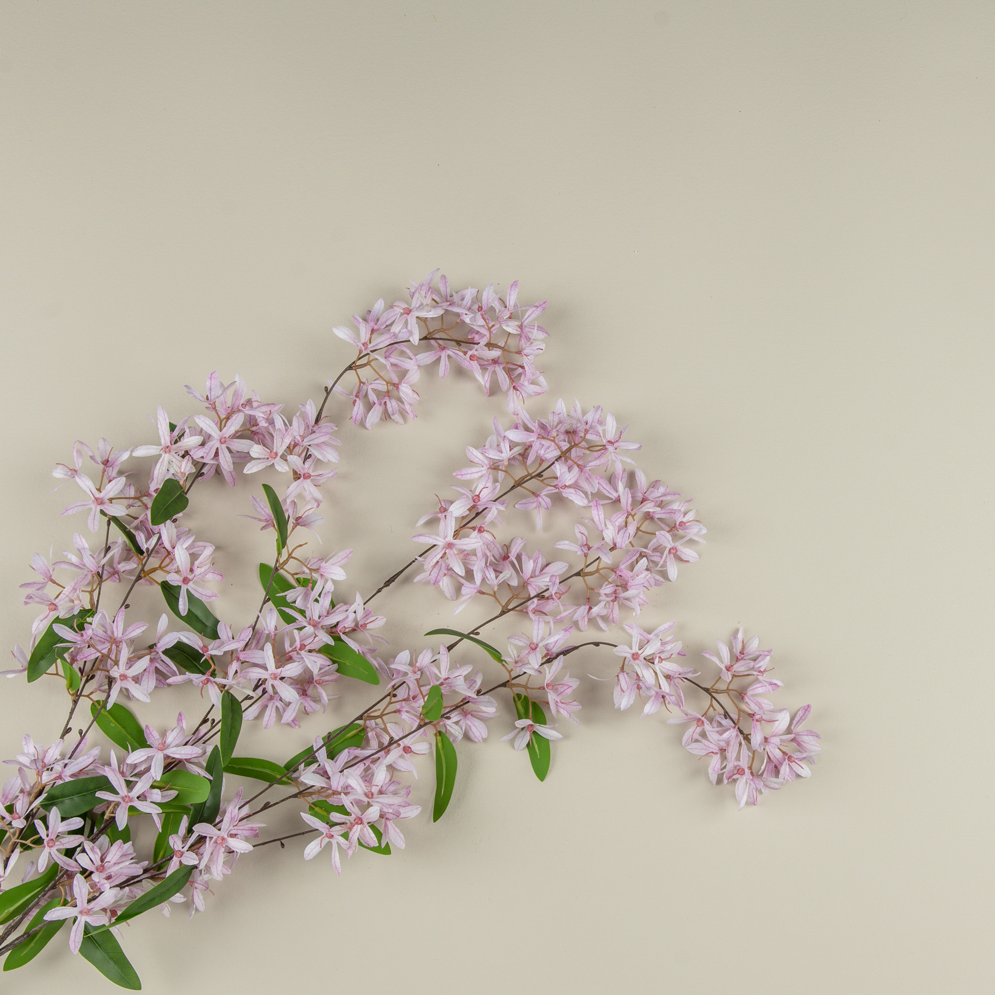 Pink Sandpaper Vine Hanging Bush, 34", photo 3 of 4