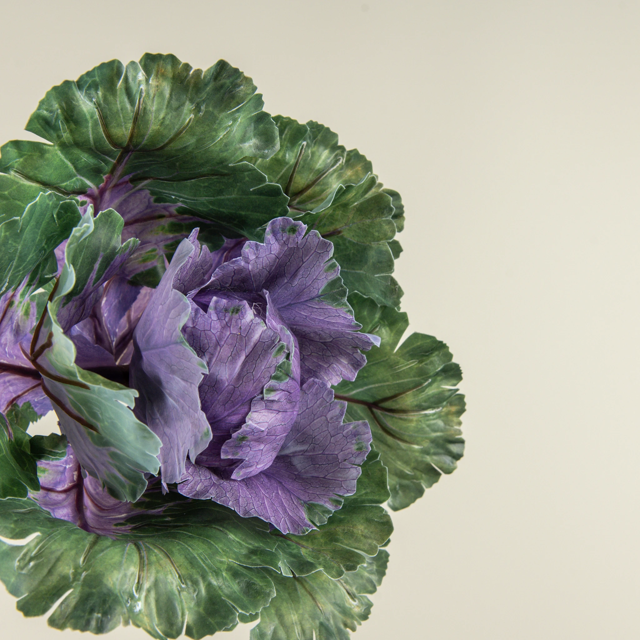 Green & Purple Cabbage Stem, 11", photo 2 of 3