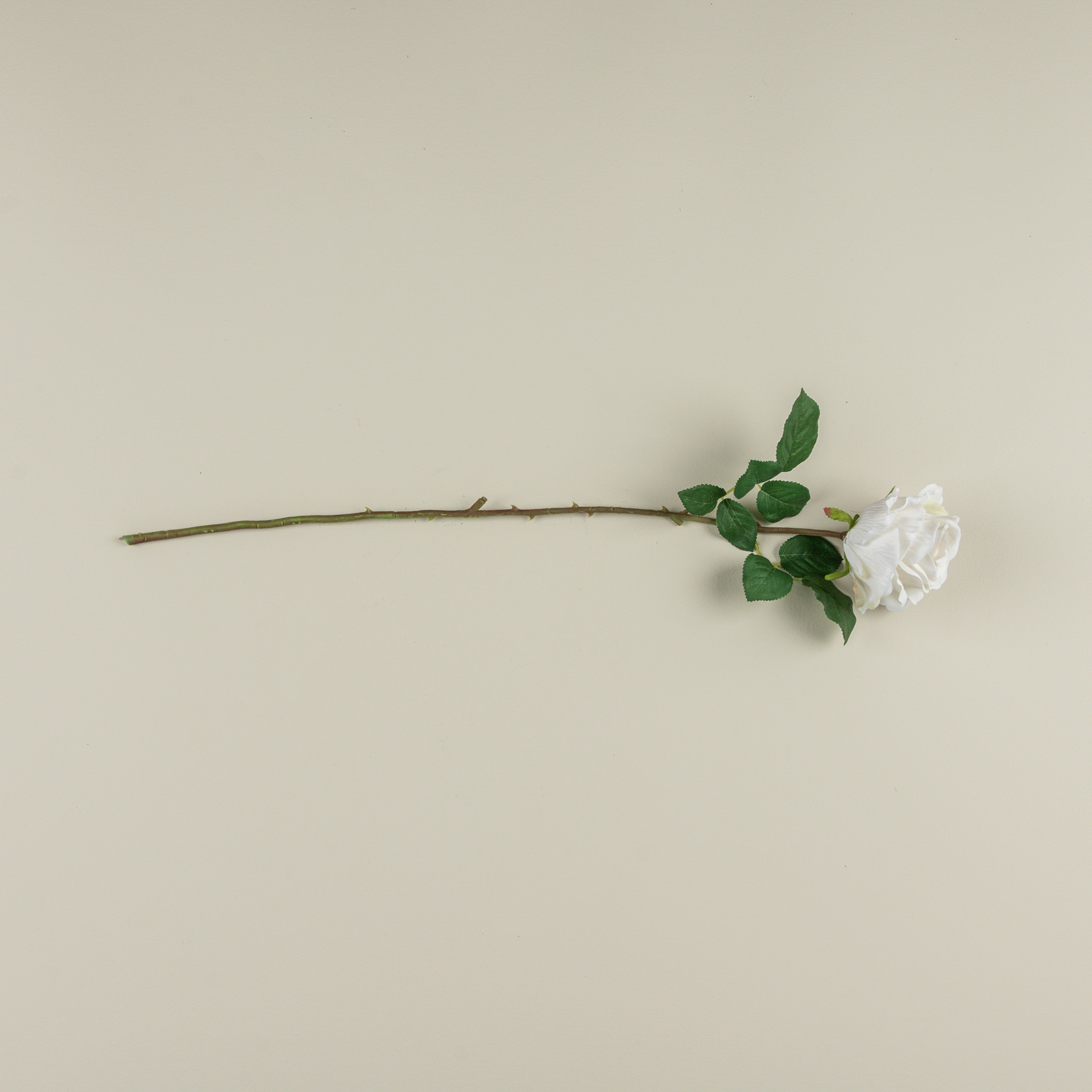 Cream Rose Stem, 24", photo 3 of 4