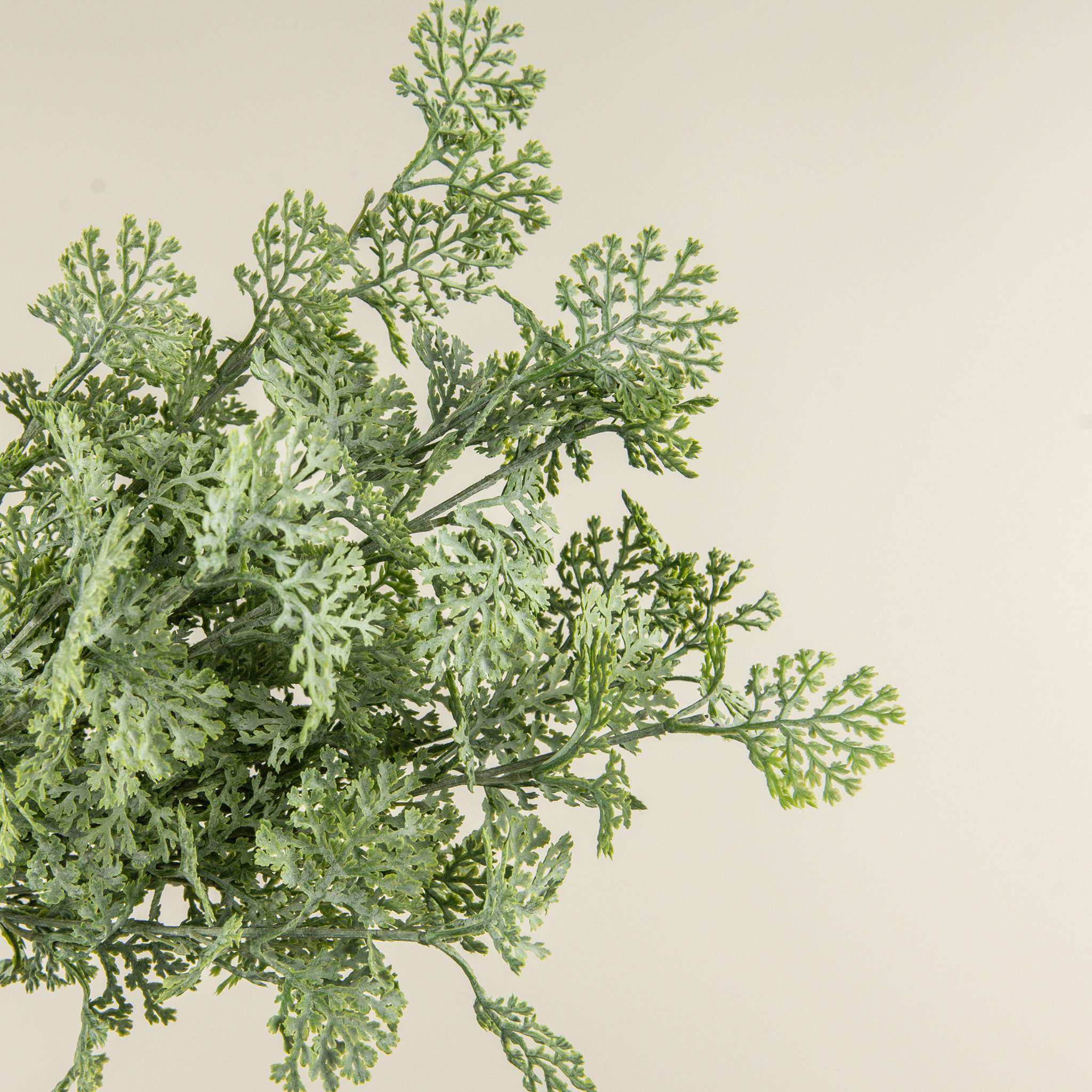 Crown Daisy Leaf Bush, 16", photo 3 of 5