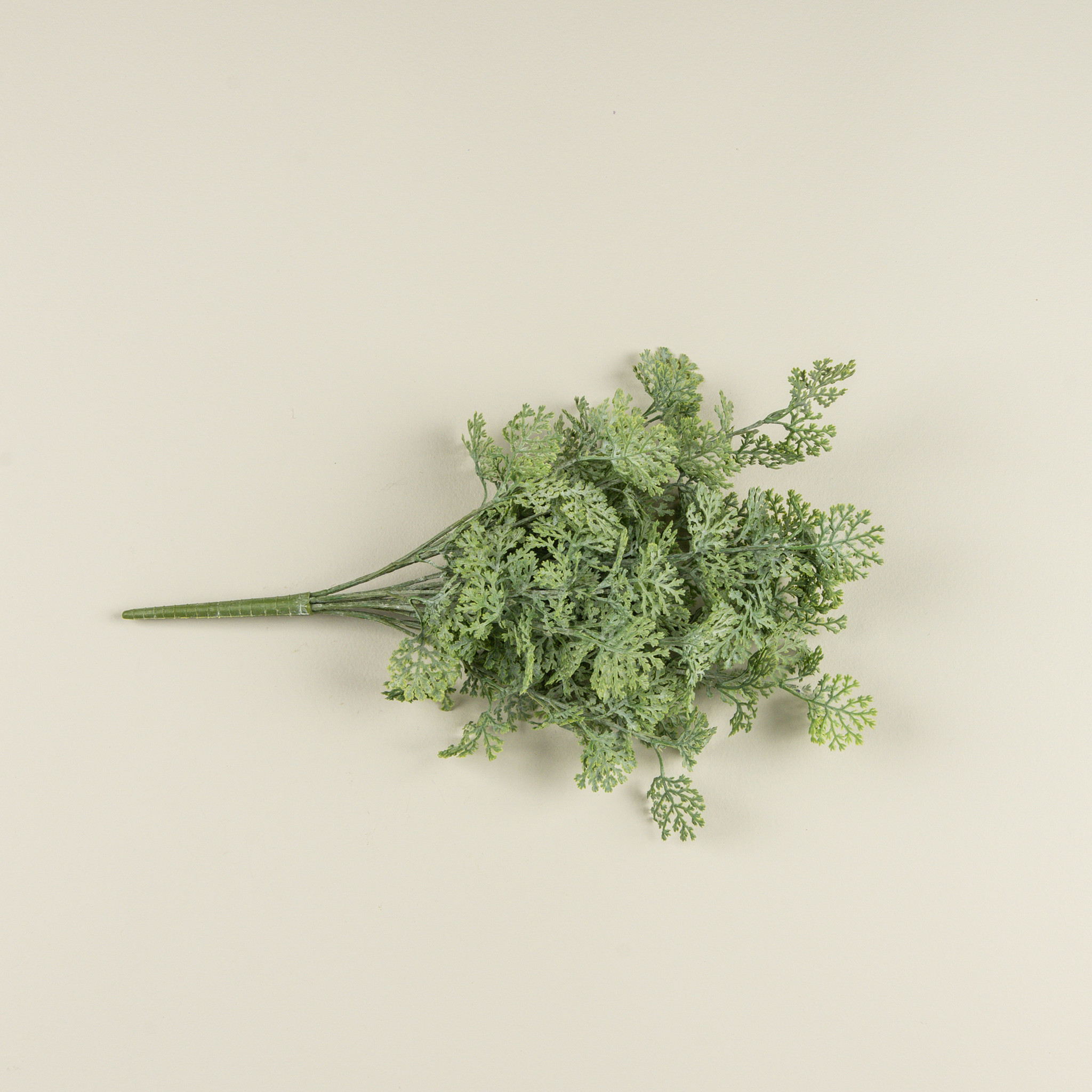 Crown Daisy Leaf Bush, 16", photo 4 of 5