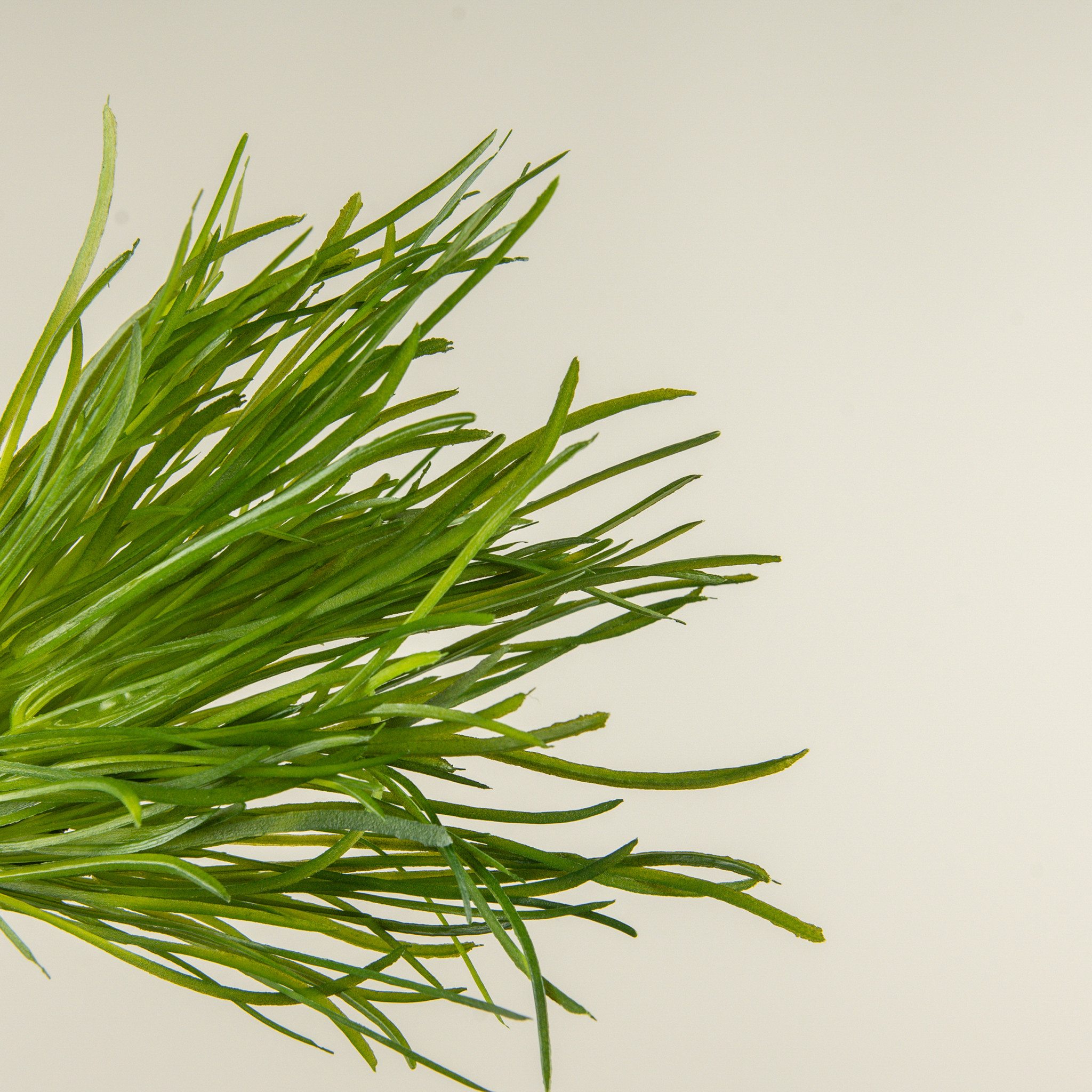 Grass Bush, 13", photo 3 of 5