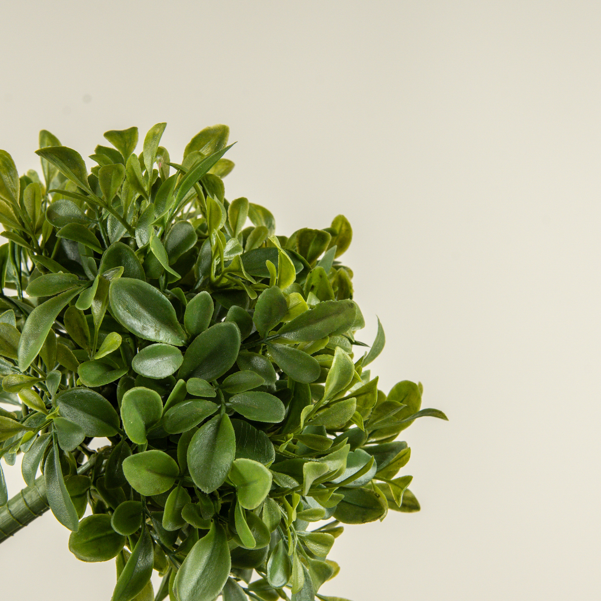 Boxwood Bush, 9.5", photo 3 of 4