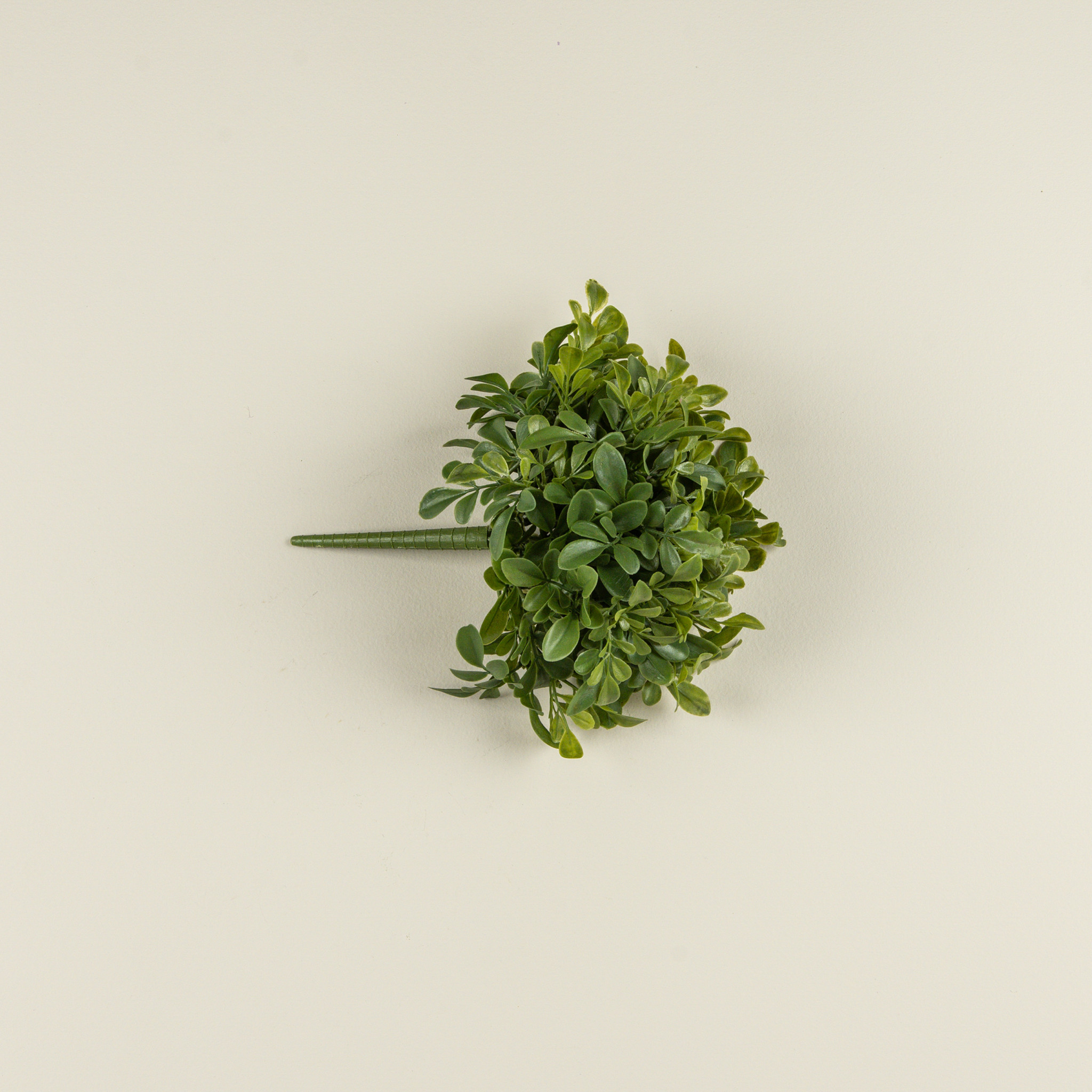Boxwood Bush, 9.5", photo 4 of 4