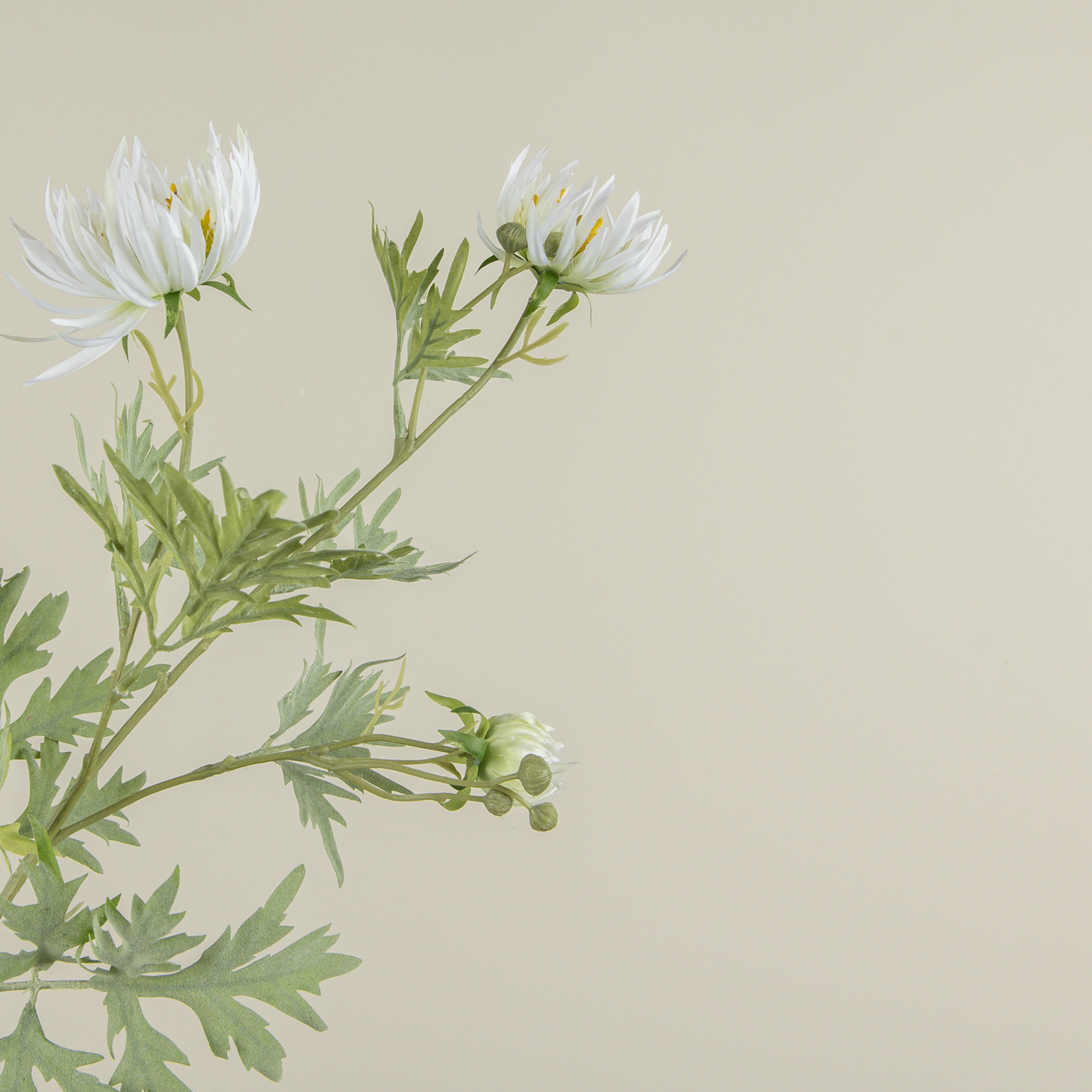 Cream Aster Spray, 27", photo 2 of 3