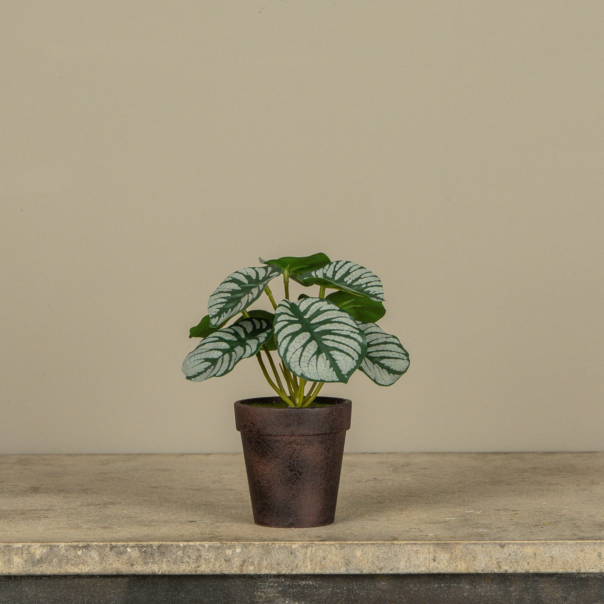 Potted Calathea, 7"