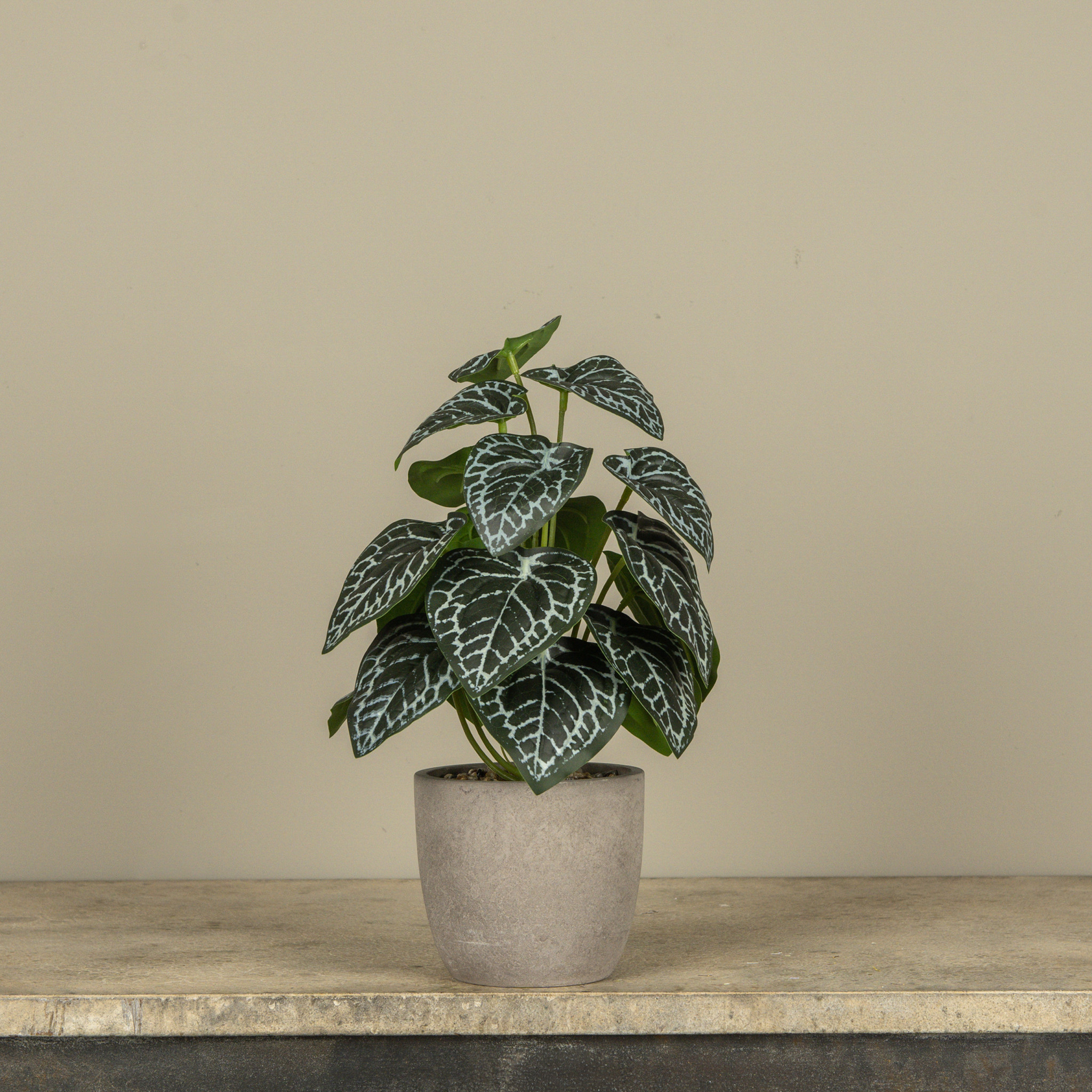 Potted Hosta, 13.5"