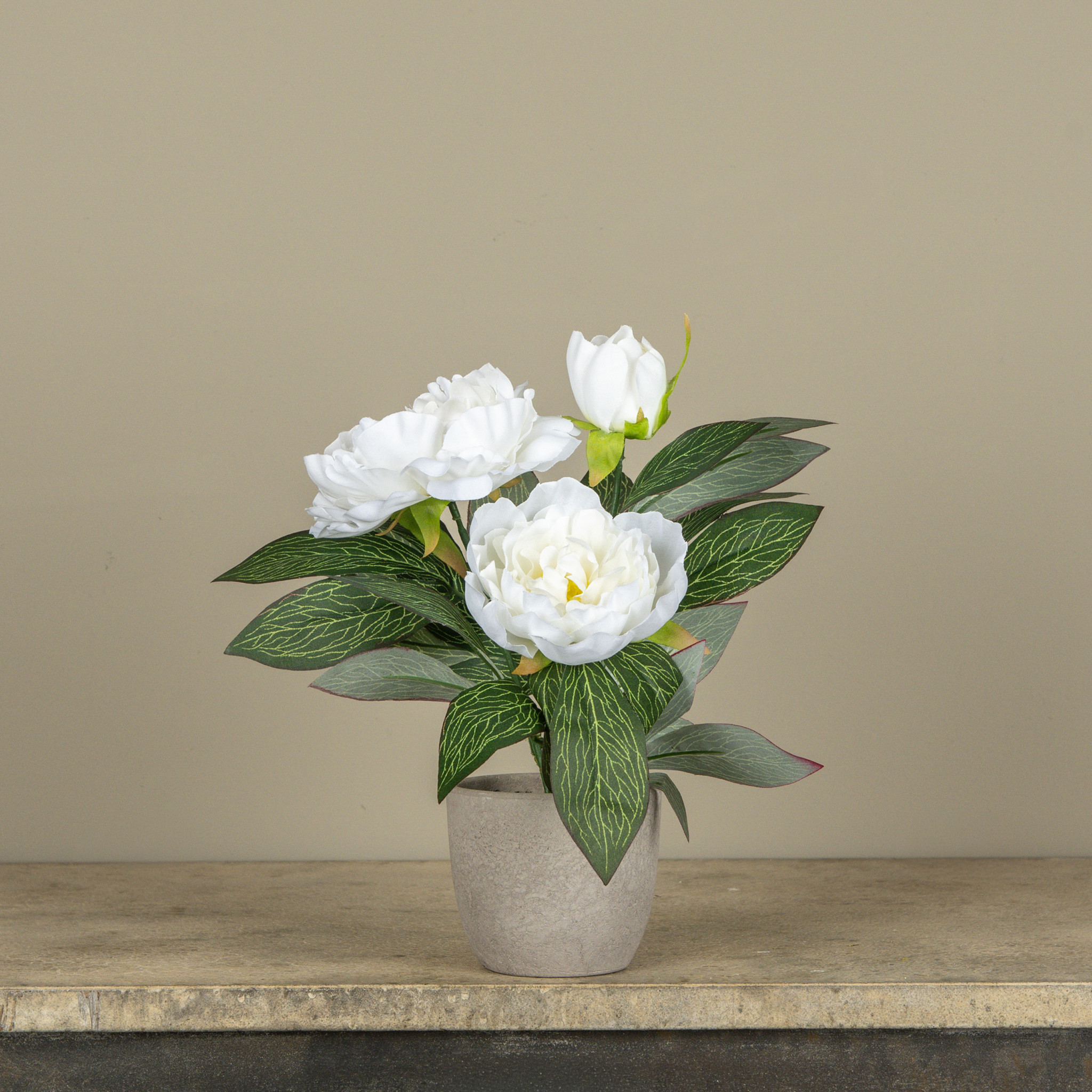 Cream Potted Peony, 12"