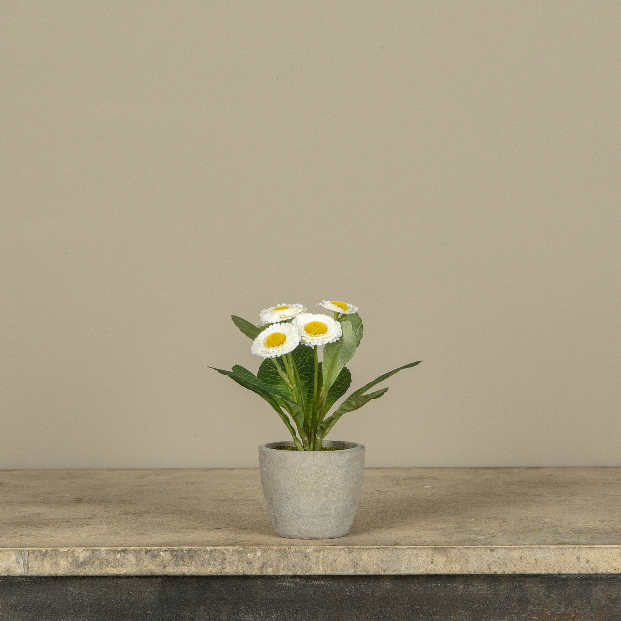 White Potted Daisy, 6.75"