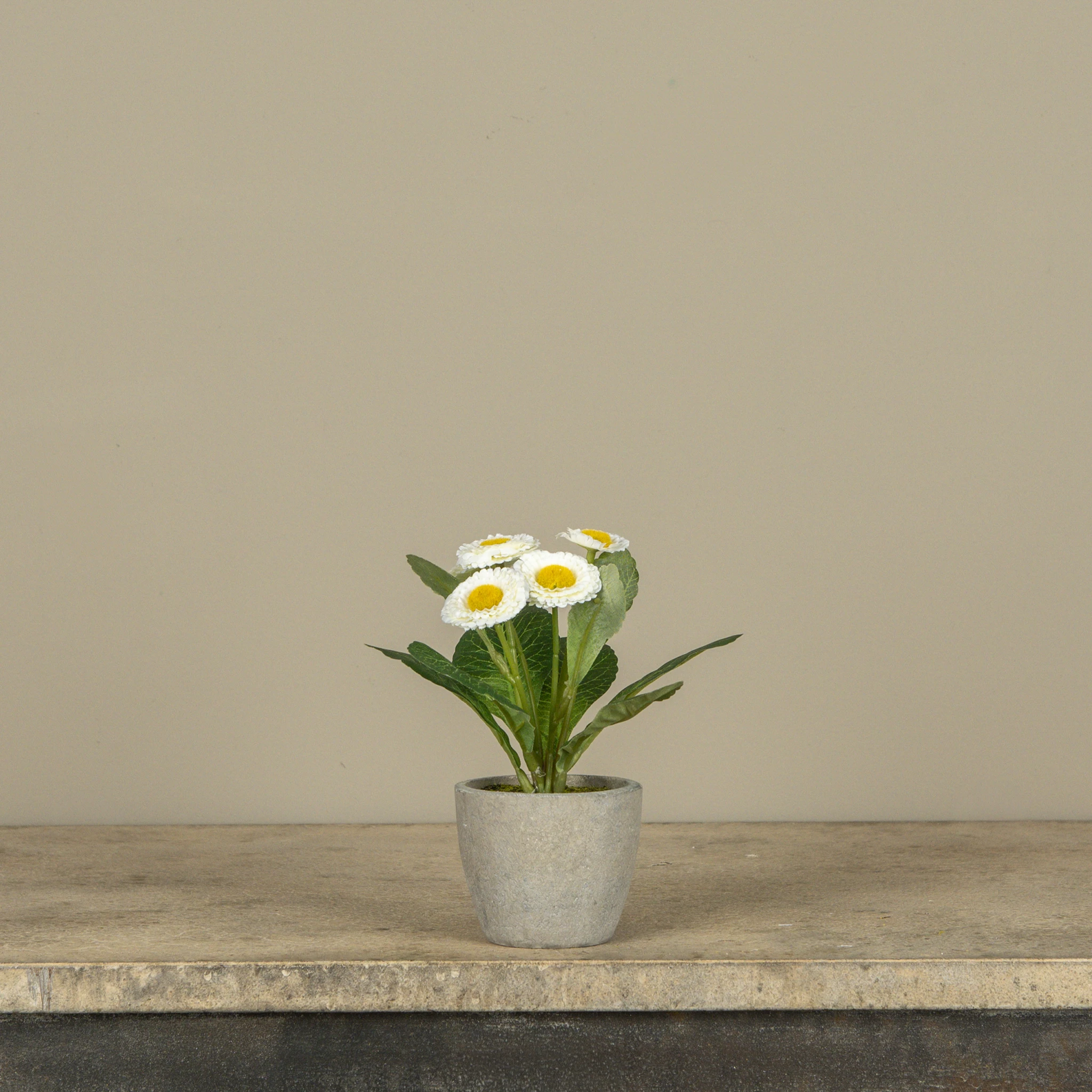 White Potted Daisy, 6.75"