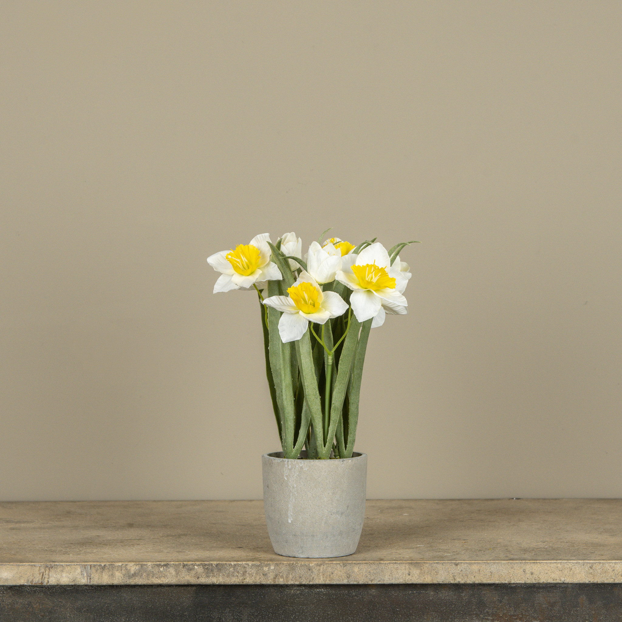 White Potted Daffodil, 12"