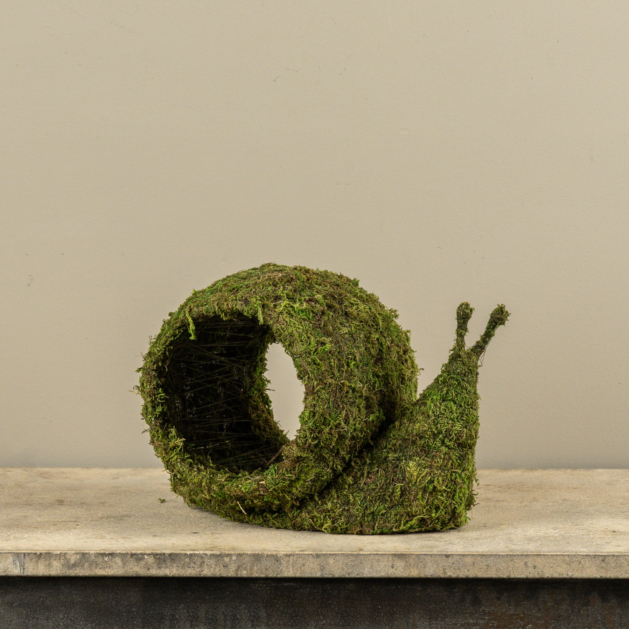 Moss Snail, photo 2 of 2