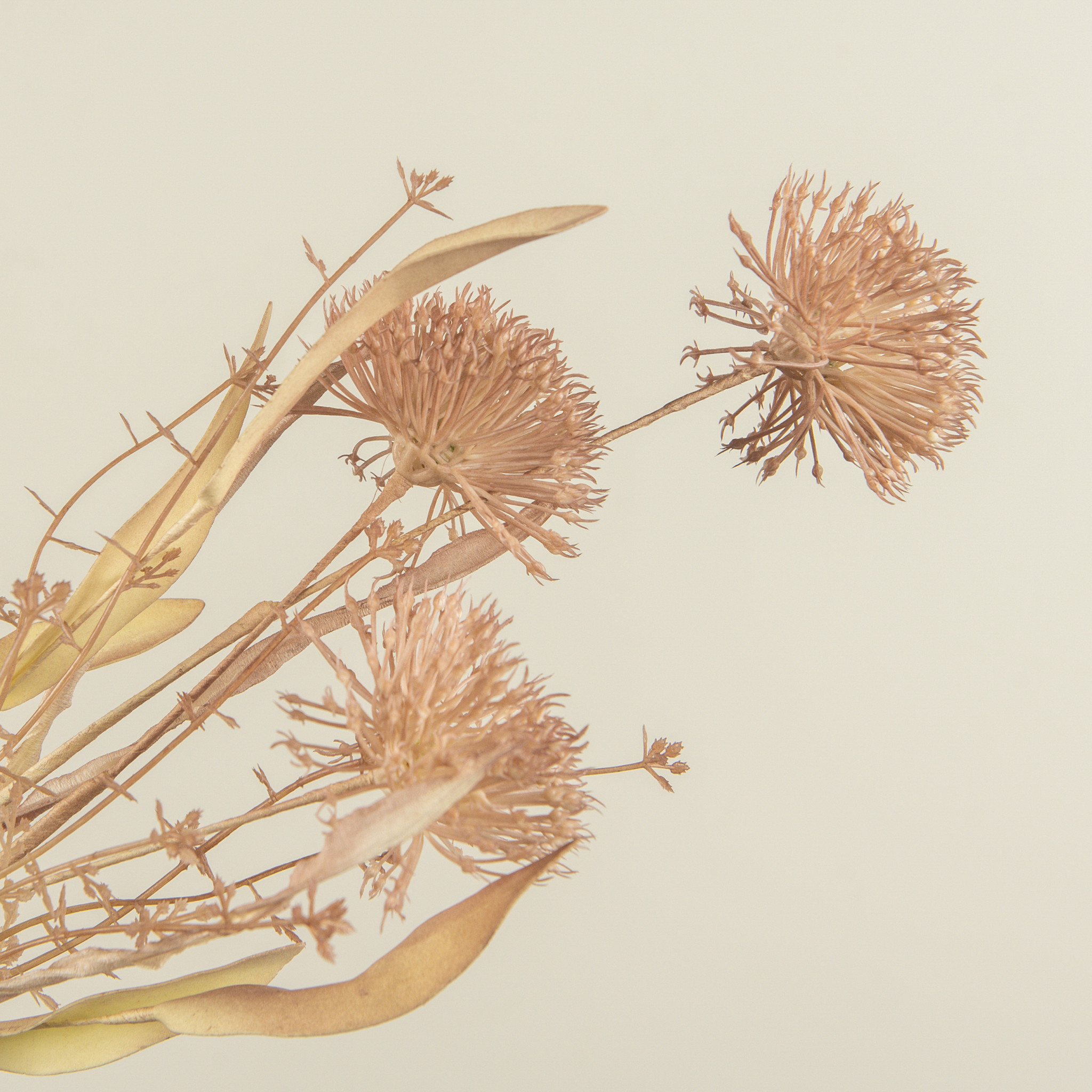 Rosewood Wild Leek Spray, 20.5", photo 3 of 4