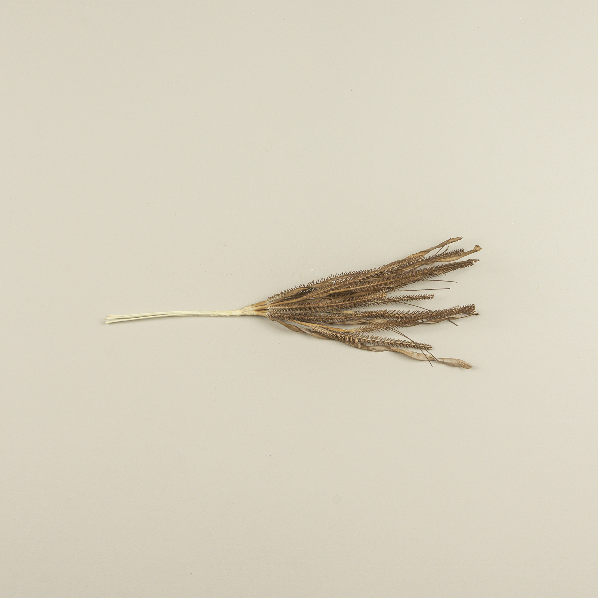 Olive Brown Grass Spray, 19.5", photo 3 of 3