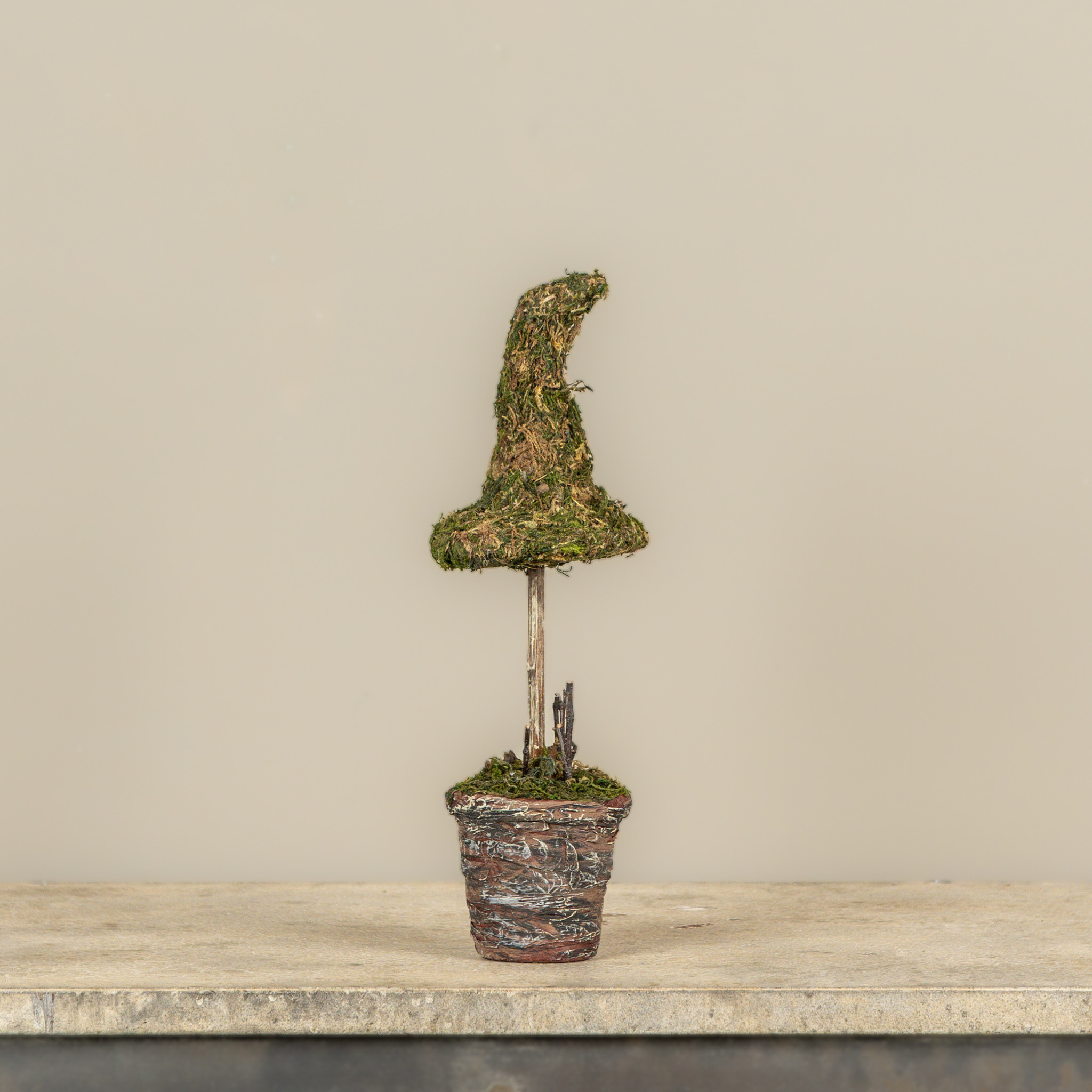 Potted Moss Witch's Hat, 12", photo 2 of 3