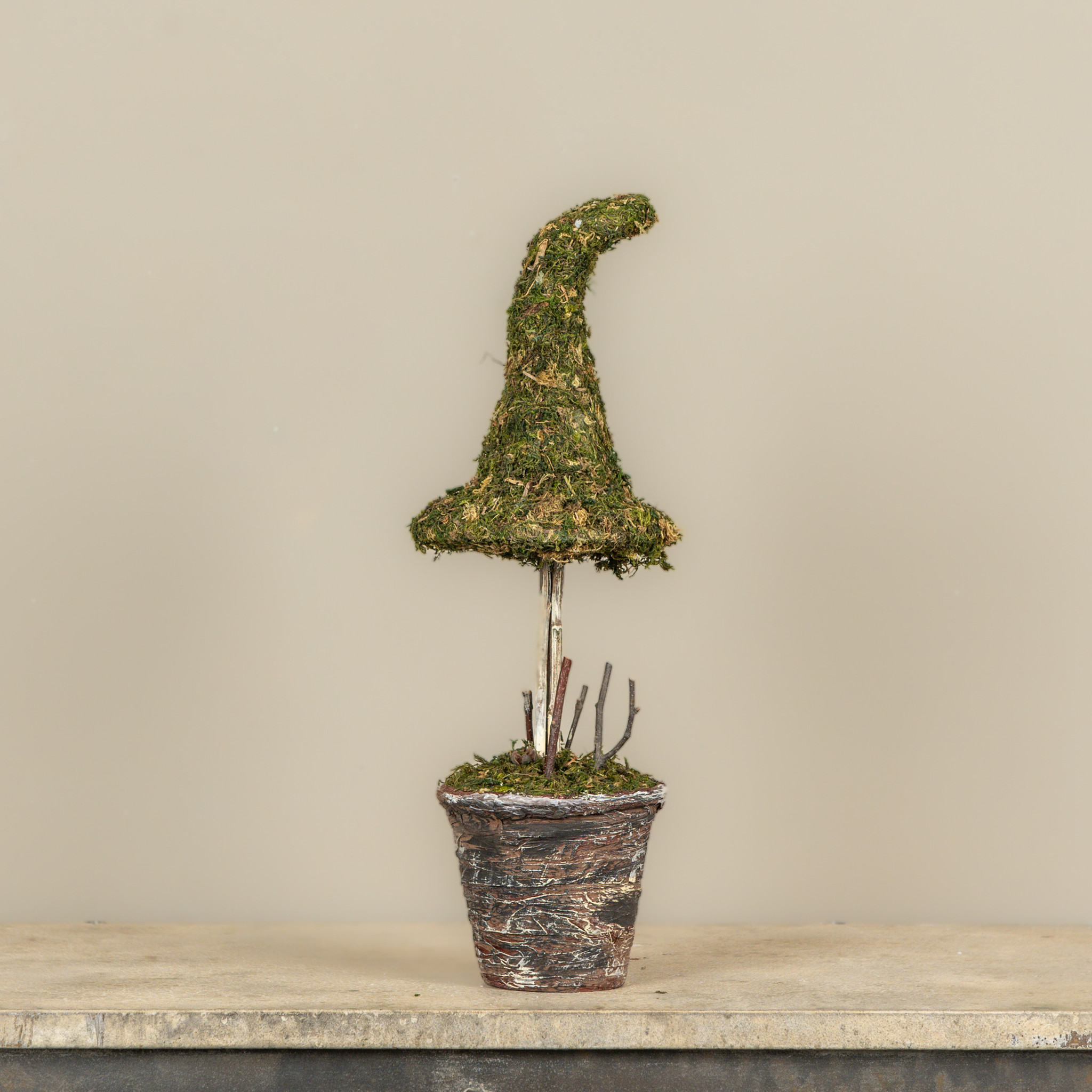 Potted Moss Witch's Hat, 18", photo 2 of 3