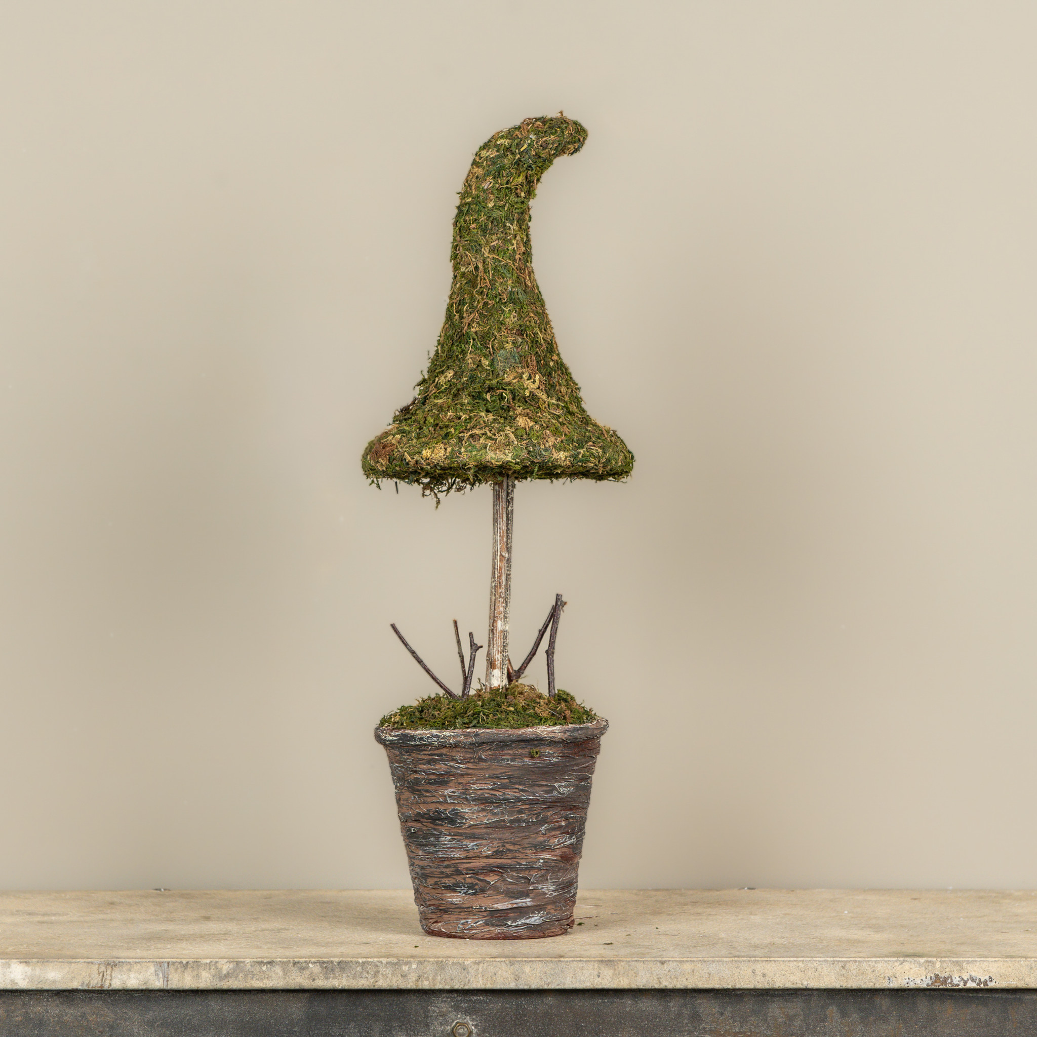 Potted Moss Witch's Hat, 23", photo 2 of 3