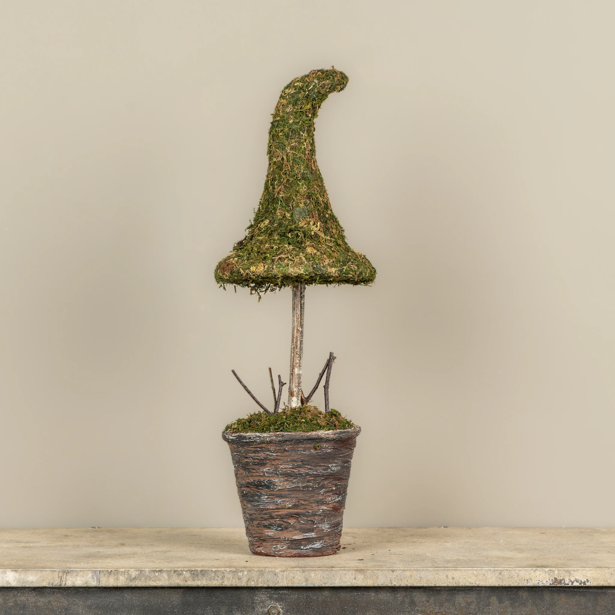 Potted Moss Witch's Hat, 23", photo 2 of 3