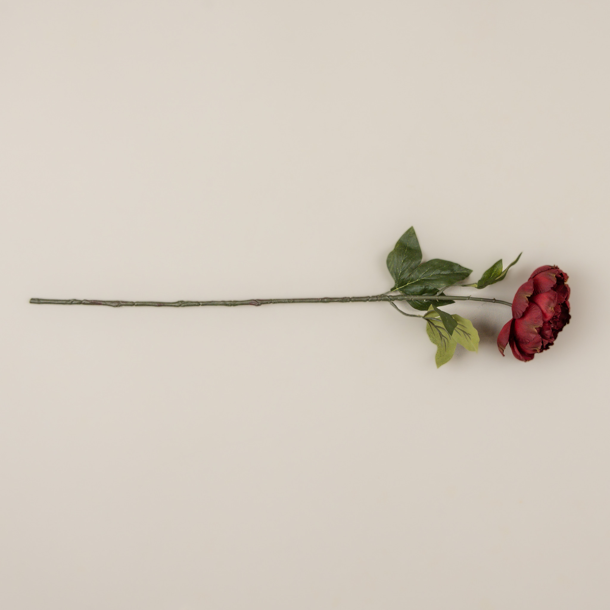 Burgundy Peony Stem, 28", photo 4 of 4