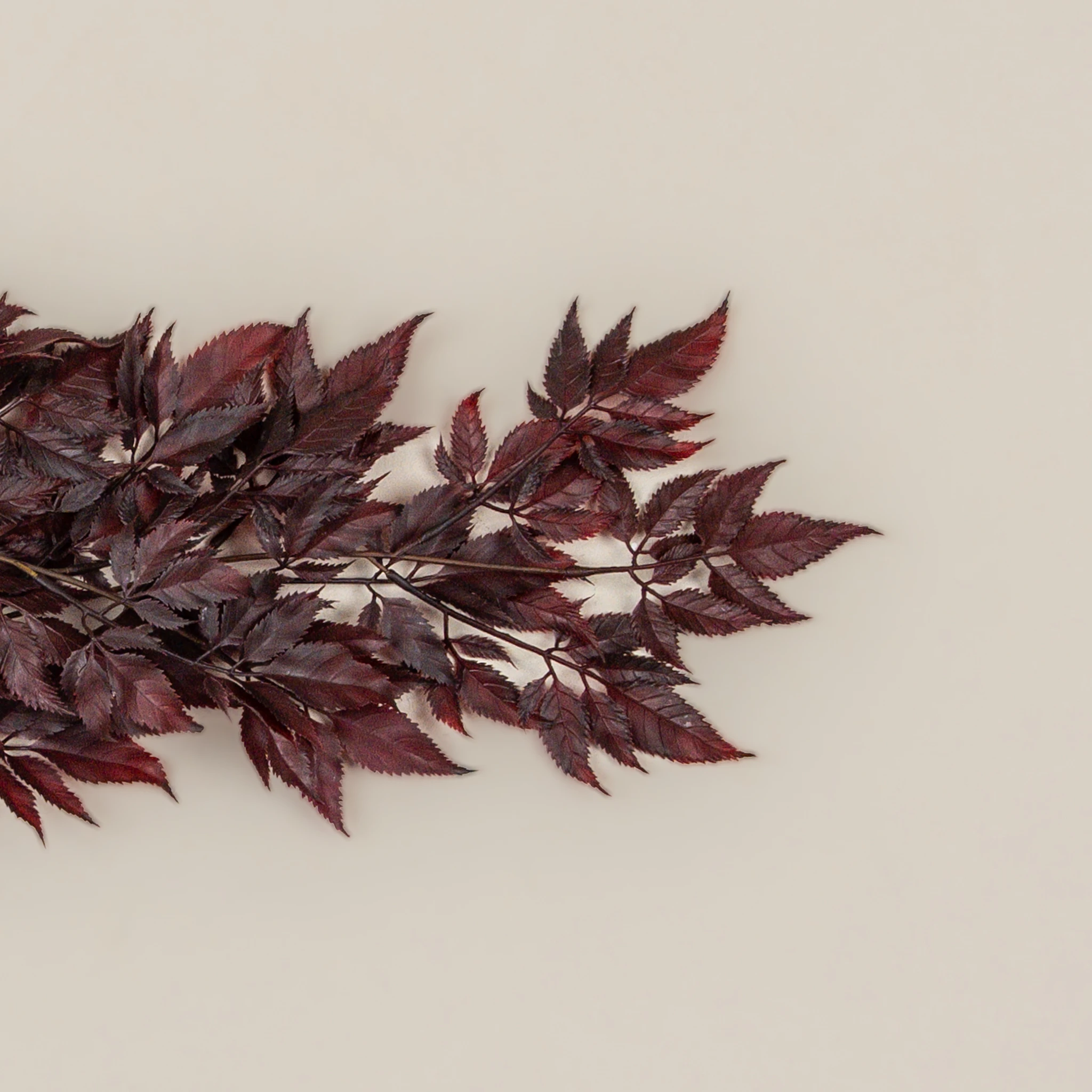 Burgundy Spikenard Hanging Bush, 30", photo 2 of 5