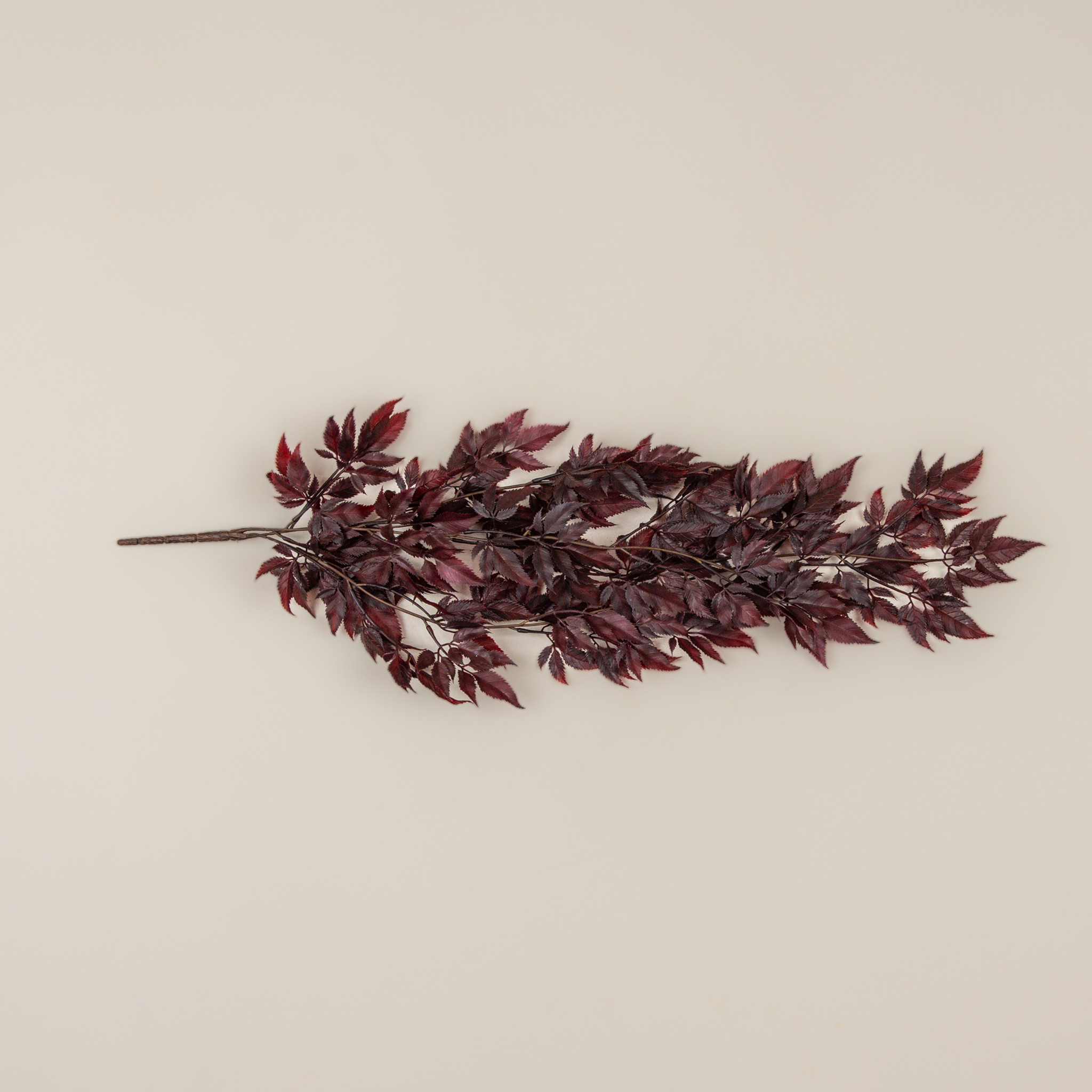 Burgundy Spikenard Hanging Bush, 30", photo 3 of 5