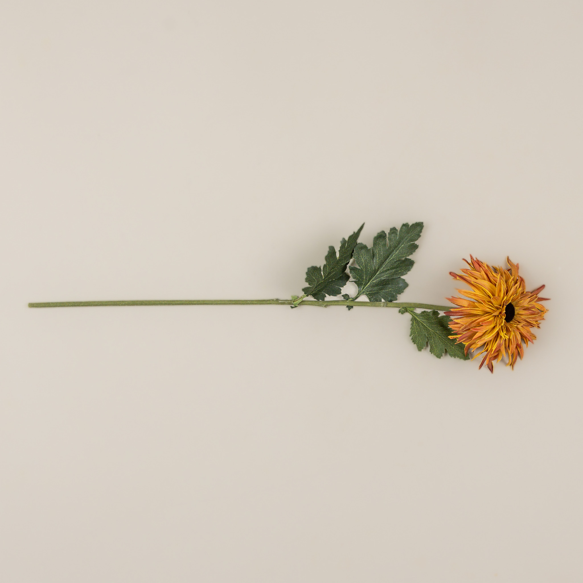 Golden Mum Stem, 25", photo 3 of 4