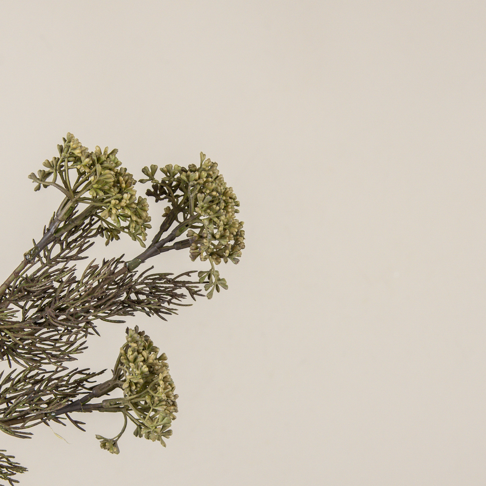 Green Yarrow Pick, 17", photo 2 of 4