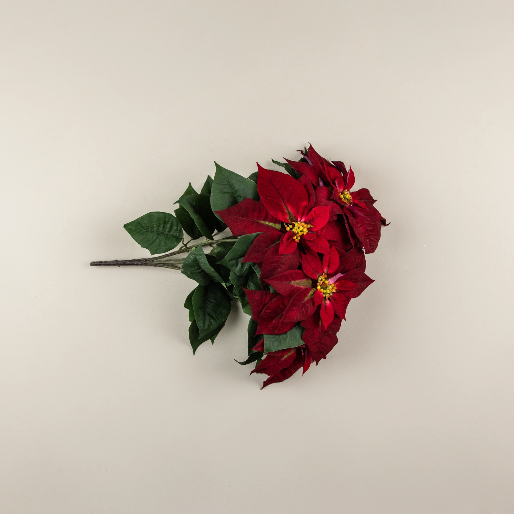 Burgundy Poinsettia Bush, 24", photo 4 of 4