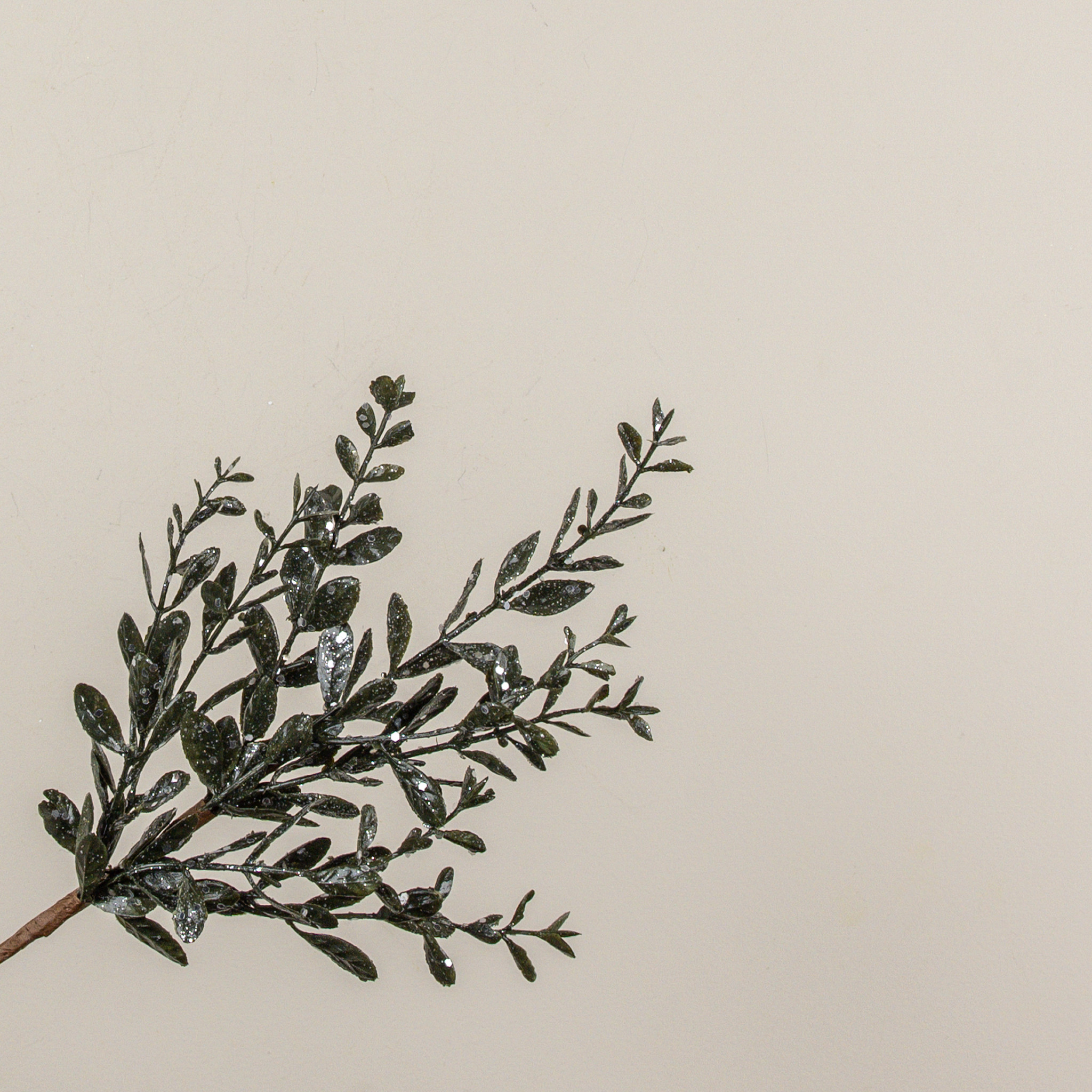Glittered Ruscus Pick, 16", photo 2 of 4