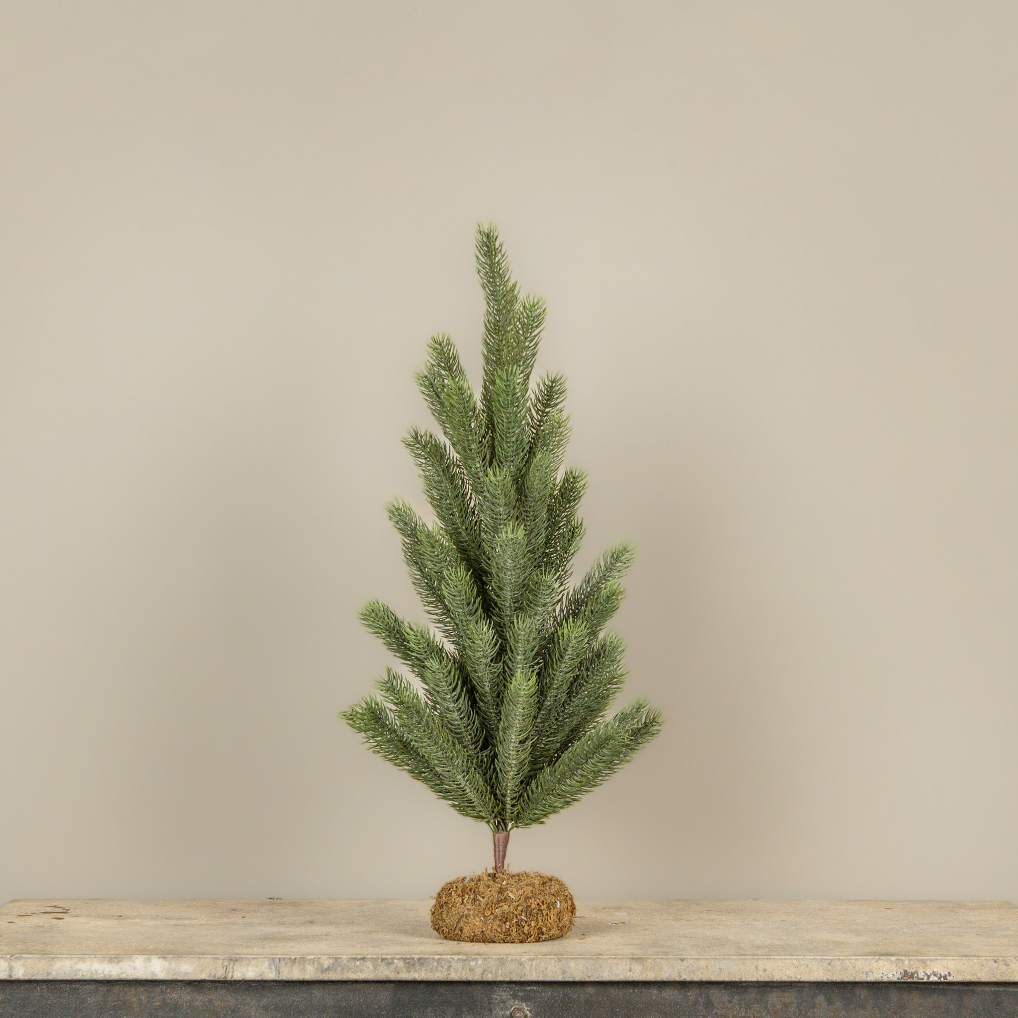 Eastern Spruce Pine Tree with Moss Base, 24"
