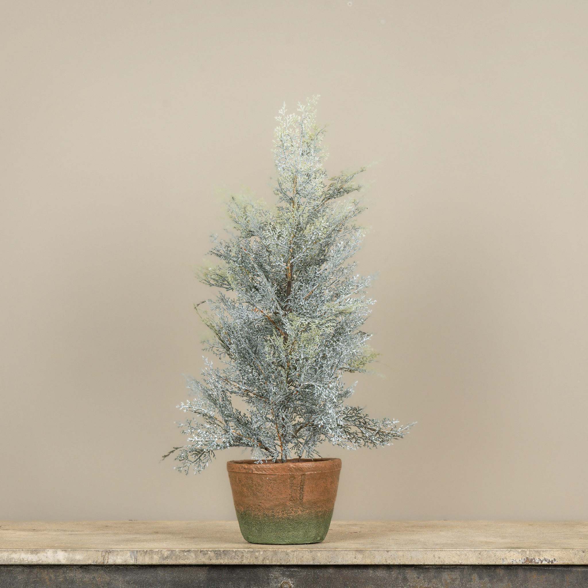 Dusty Cedar Pine Tree in Pot, 2 ft, photo 2 of 3