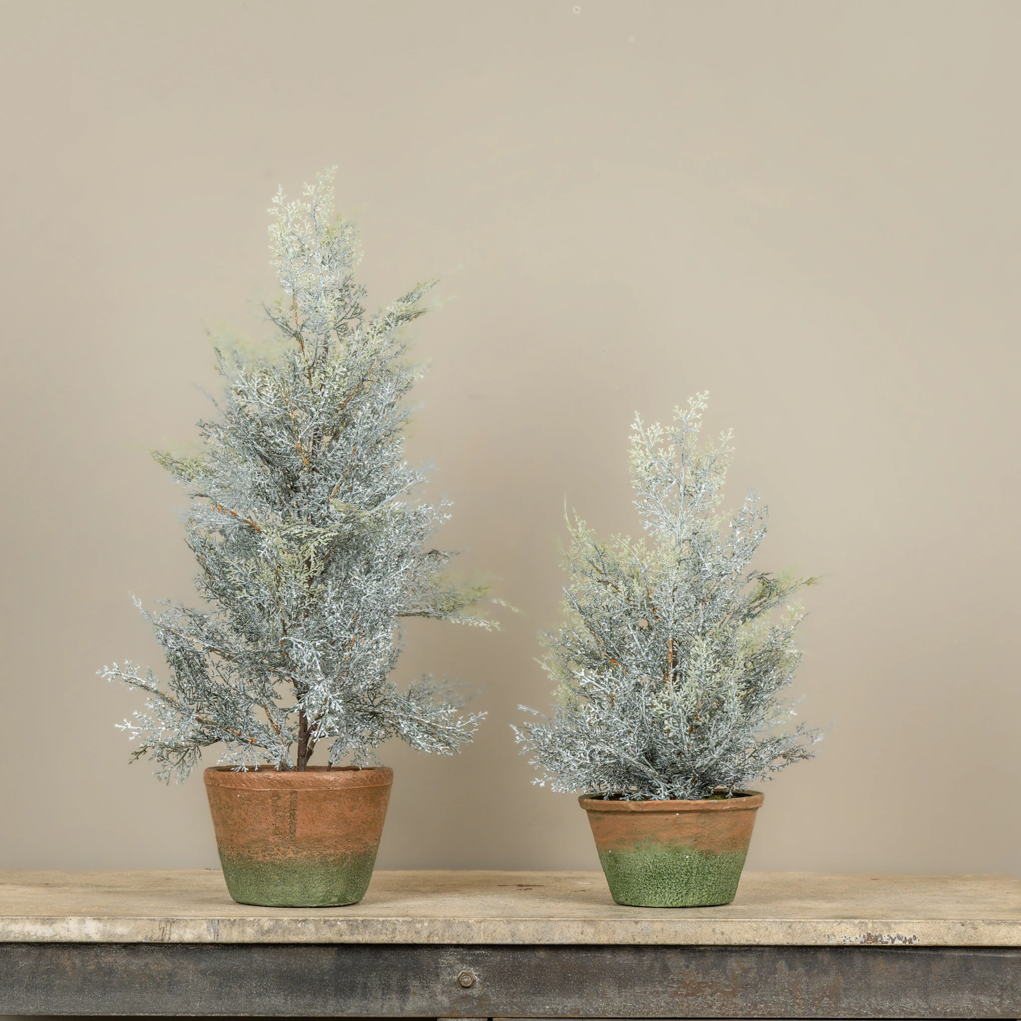 Dusty Cedar Pine Tree in Pot, 17", photo 3 of 3